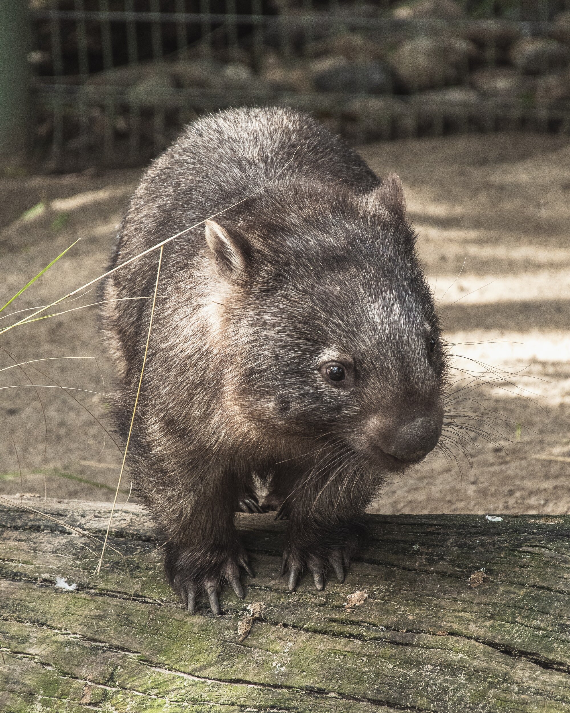 7 Interesting facts about wombats — Woofpurnay Veterinary Hospital |  Professional compassionate care | Emergency Vet