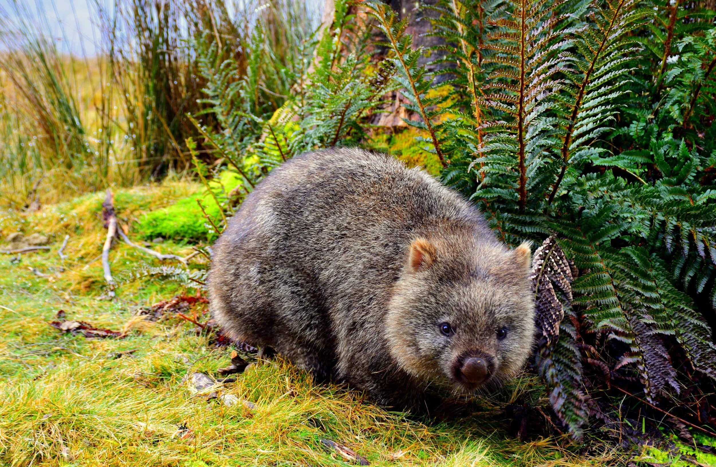 7 Interesting Facts About Wombats Woofpurnay Veterinary Hospital 