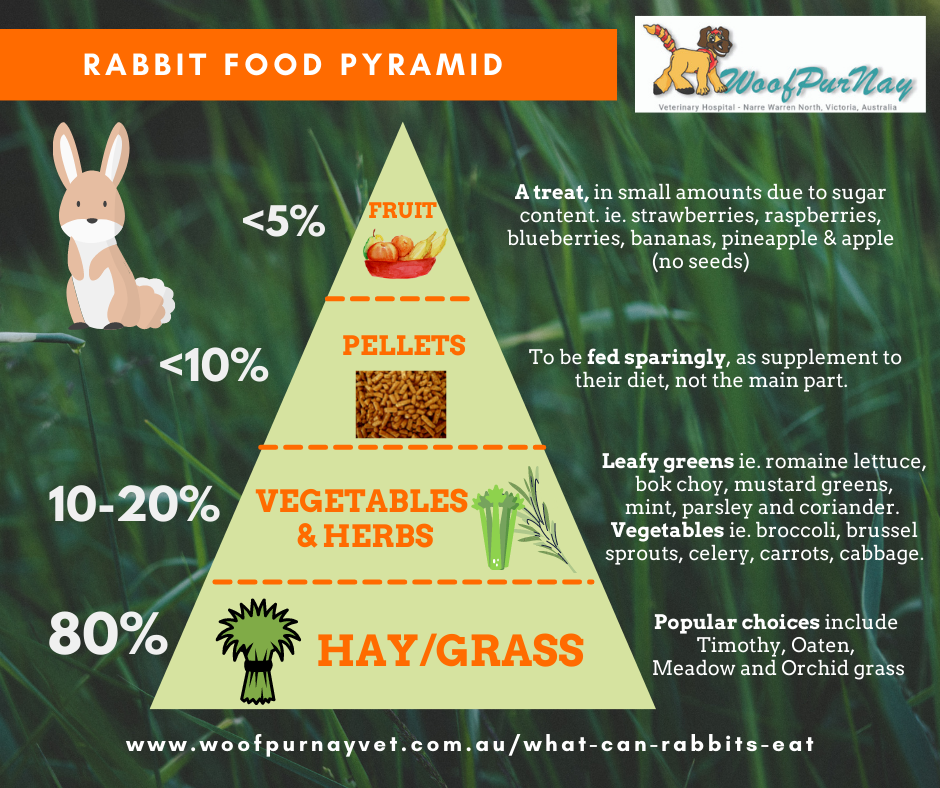 What can rabbits eat — Woofpurnay Veterinary Hospital | Professional ...
