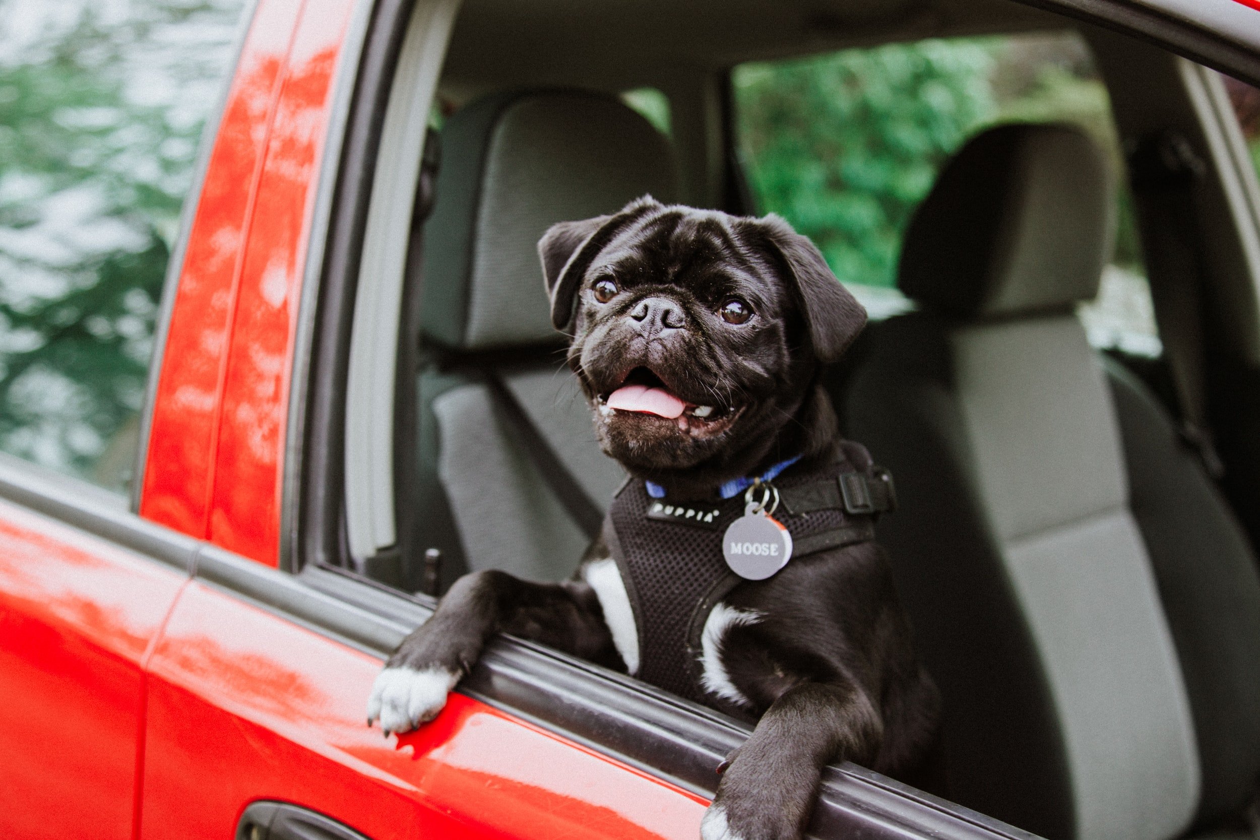 Motion Sickness In Dogs Woofpurnay Veterinary Hospital Professional motion-sickness-in-dogs-woofpurnay-veterinary-hospital-professional