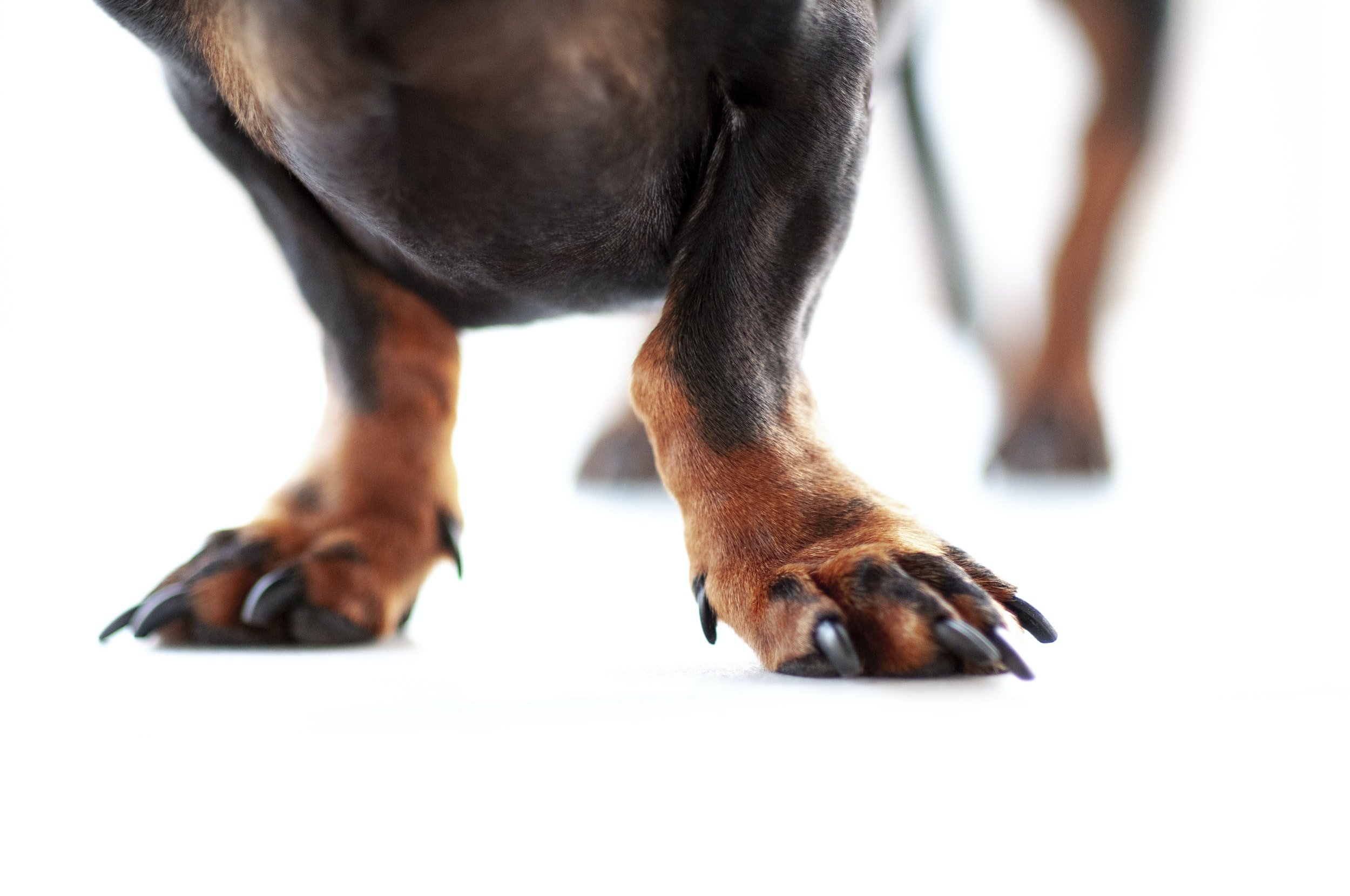 A pet owners guide to dew claws — Woofpurnay Veterinary Hospital