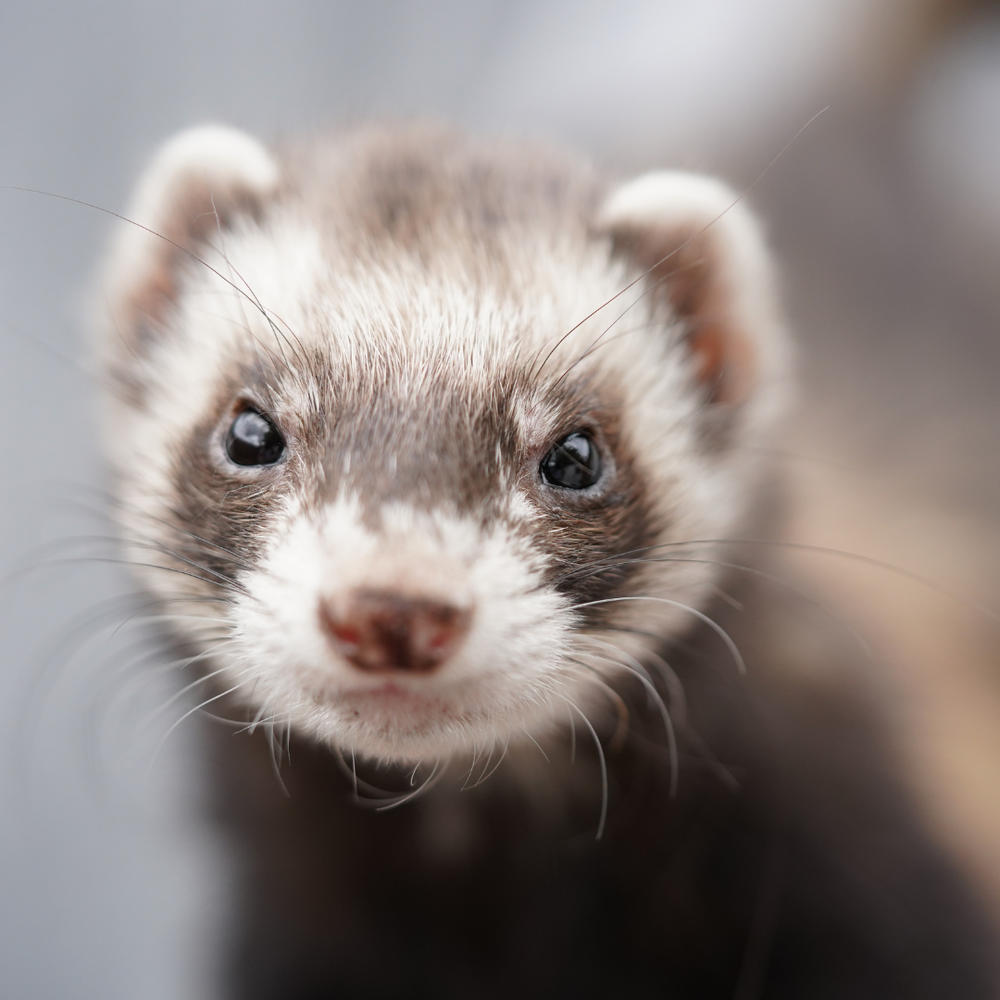 Ferret Care — Woofpurnay Veterinary Hospital | Professional compassionate  care | Emergency Vet