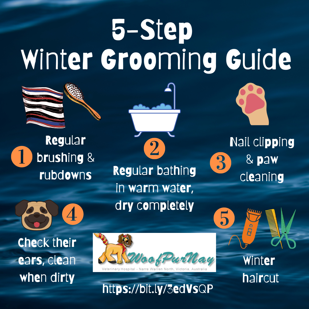 How to Groom a Dog Step by Step: Ultimate Guide for Perfect Pets