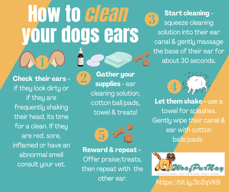 Tips for Keeping Your Dogs Ears Clean and Healthy