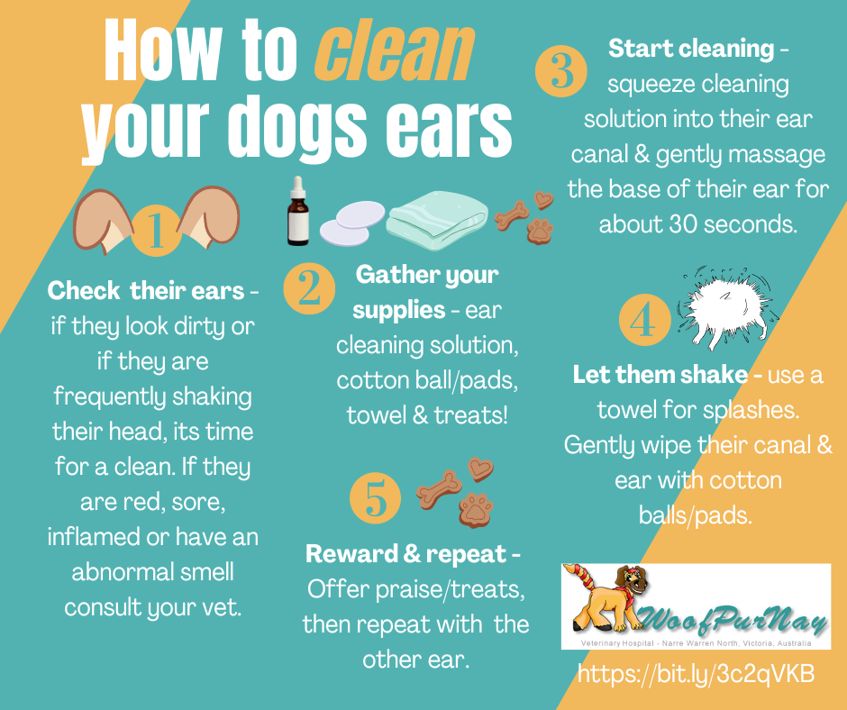 How to Clean Dog Ears at Home Naturally  