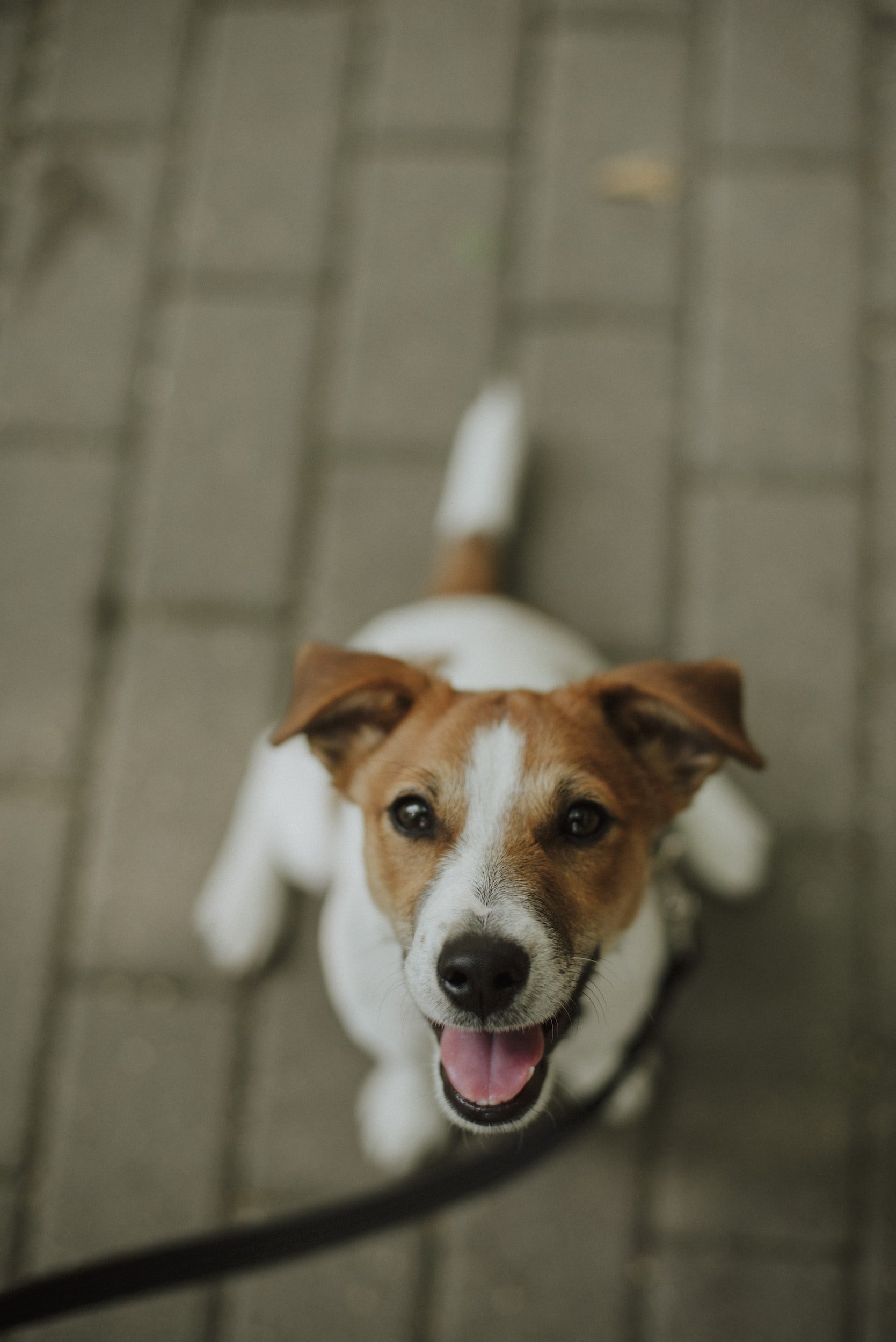 9 fun facts about Jack Russell Terriers — Woofpurnay Veterinary Hospital, Professional compassionate care