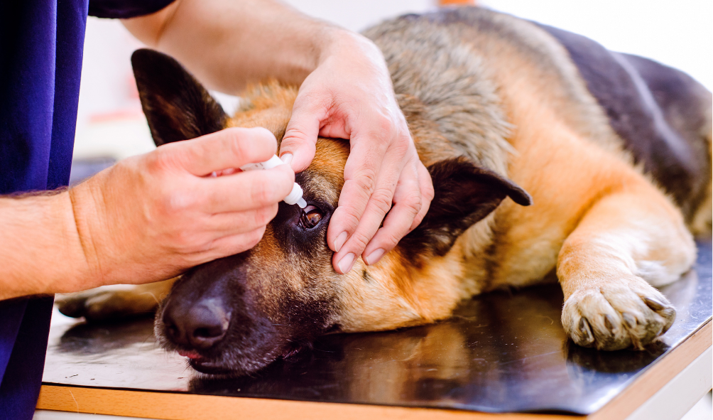 How to give eye drops to pets — Woofpurnay Veterinary Hospital