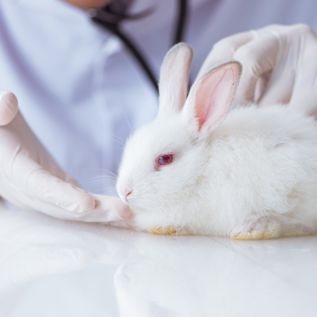 Кролик в больнице. Гамавит для кроликов. Повышение иммунитета кроликов. Rabbits foot