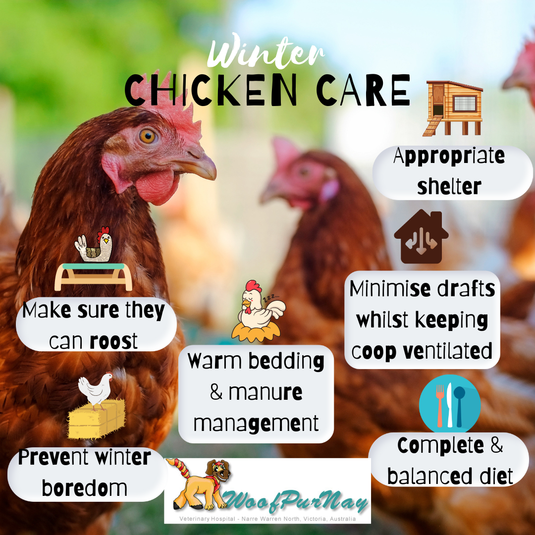 7 Tips To Care For Chickens In Winter Woofpurnay Veterinary Hospital 7 Tips To Care For Chickens In Winter Woofpurnay Veterinary Hospital