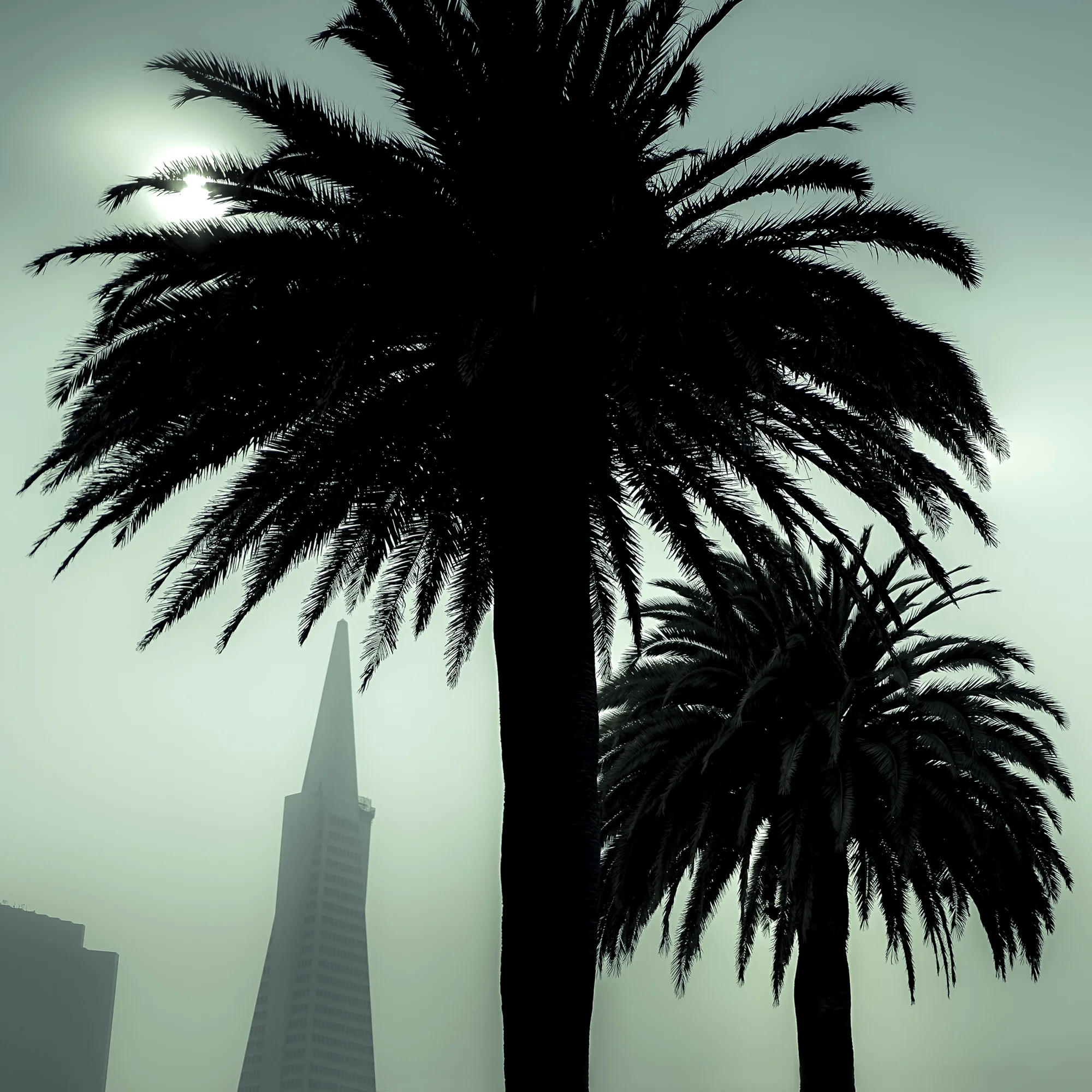 PyramidPalms 2448Lg_r_2k.jpg