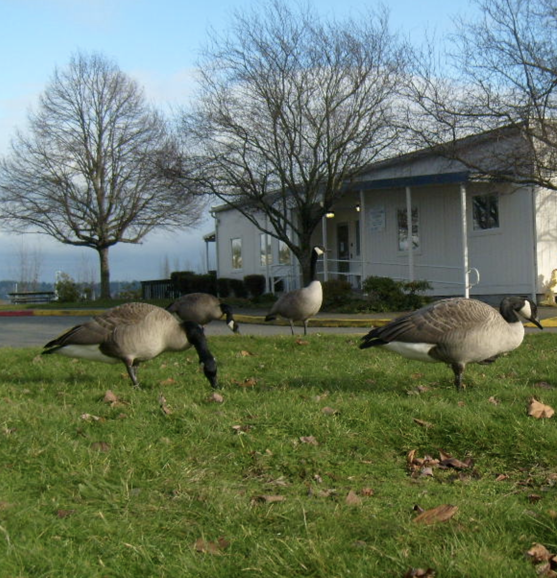 Little Anchor-logo.png