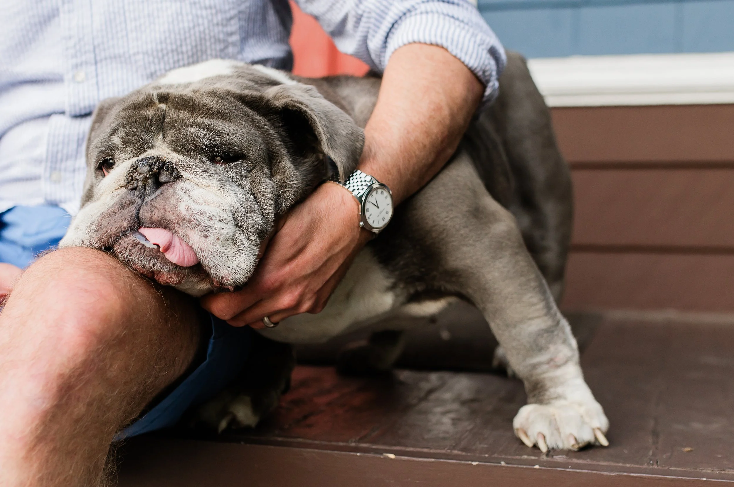 A person petting a large brindle and white bulldog puppy on a wooden porch. The person's arm is visible, wearing a watch and a striped shirt, and the puppy appears relaxed with its tongue slightly out.