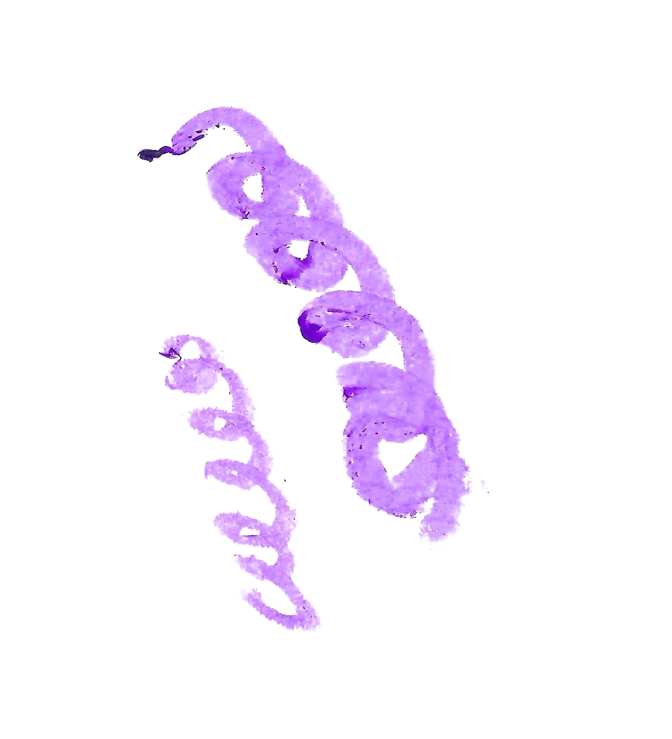 A purple decorative cursive letter 'S' with a textured, fuzzy appearance against a black background.