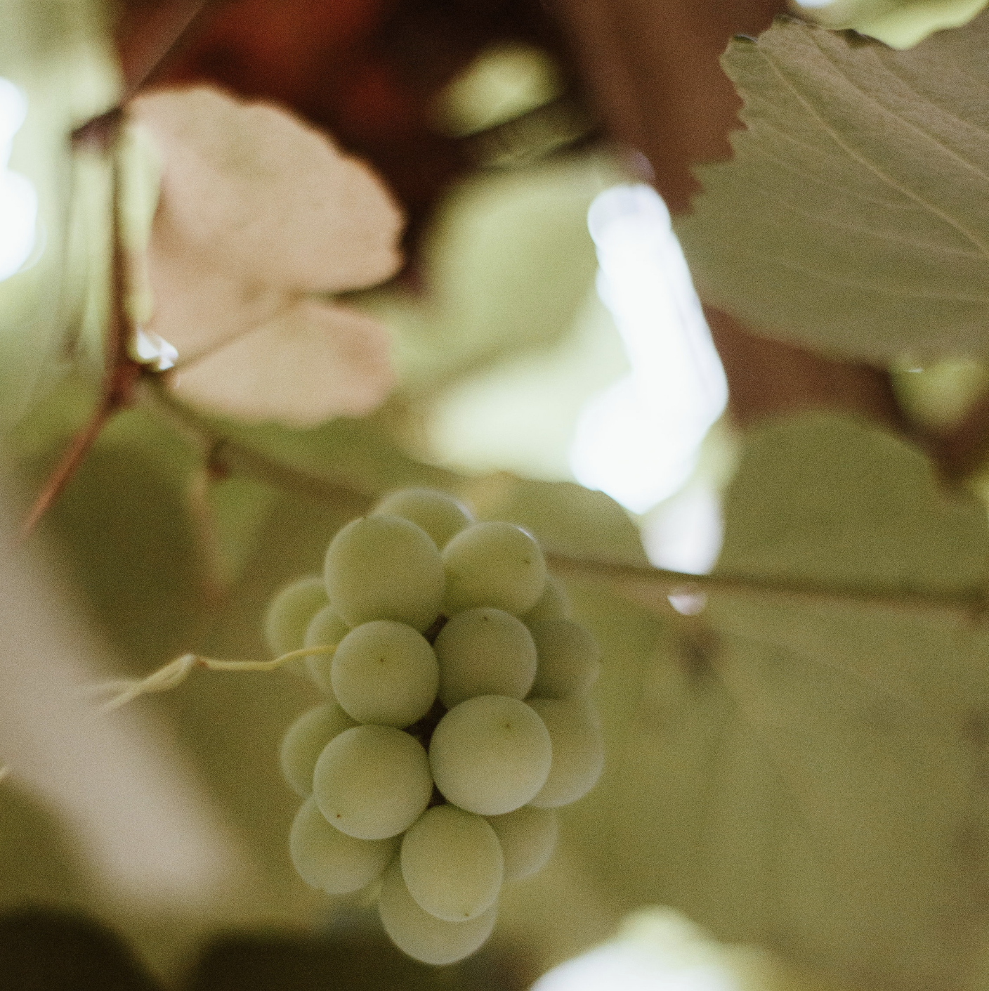 Muscat Grape