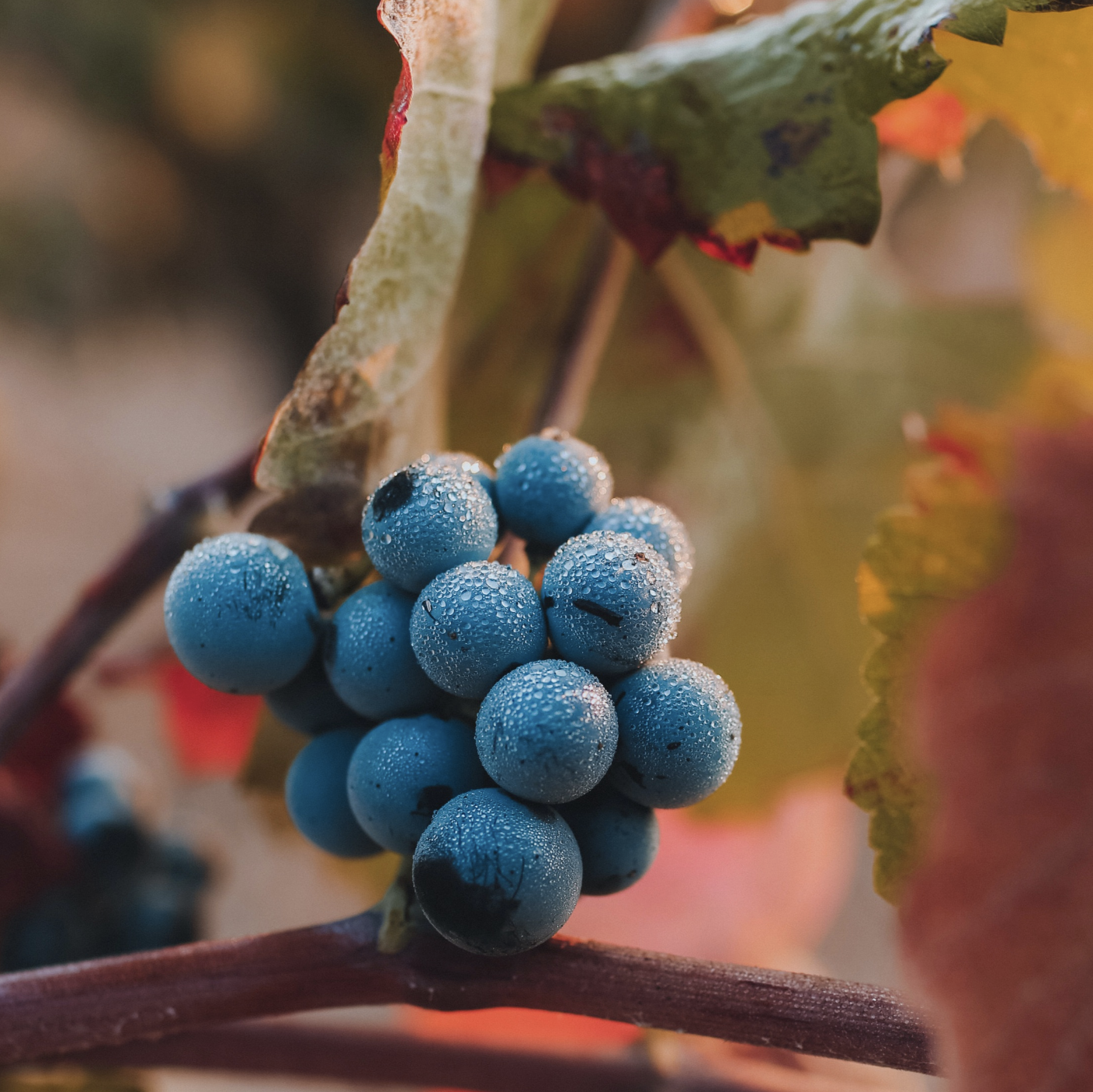 Kyoho Grape