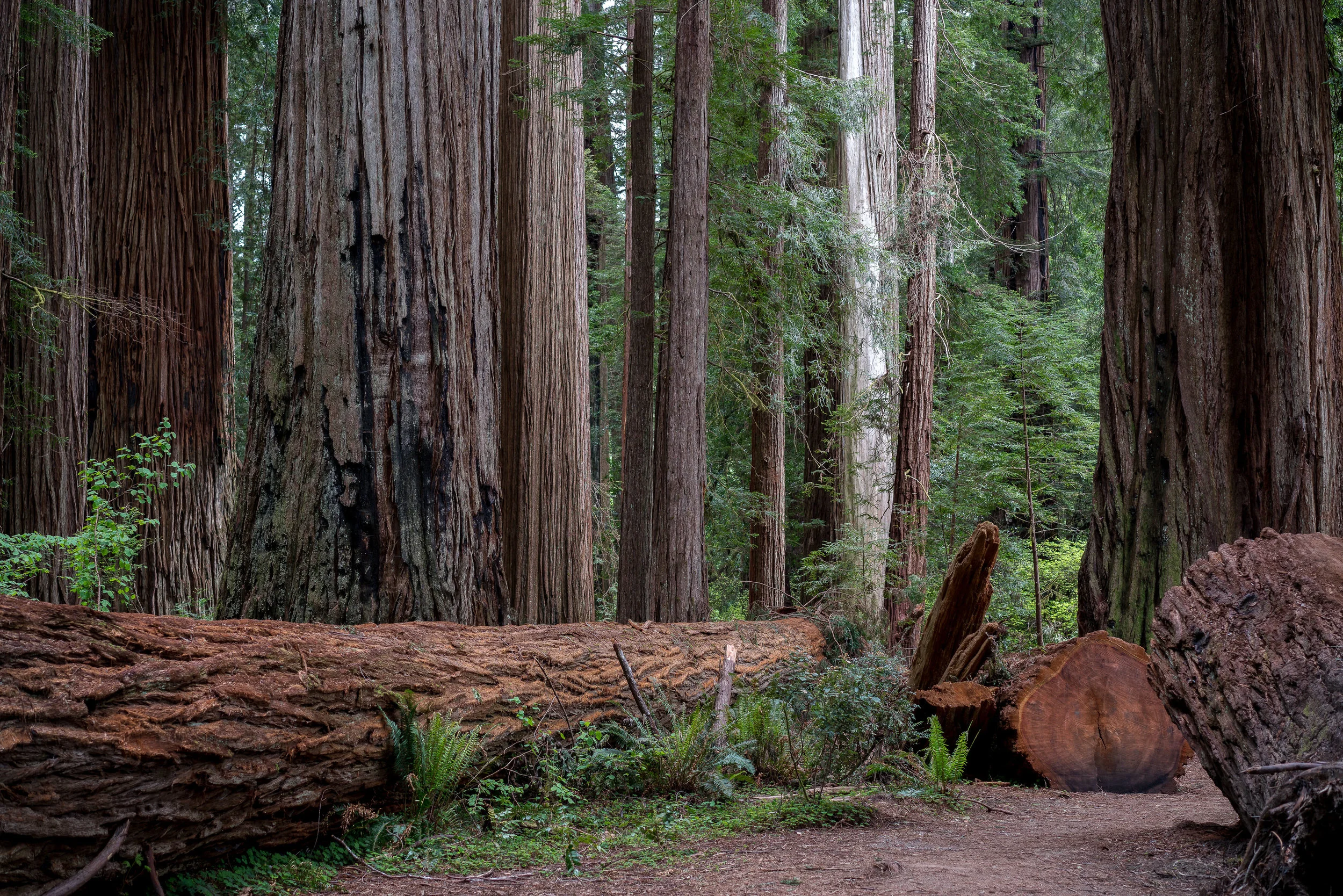 Beland-Lotus-Effects-Jedediah-Redwoods-12.jpg