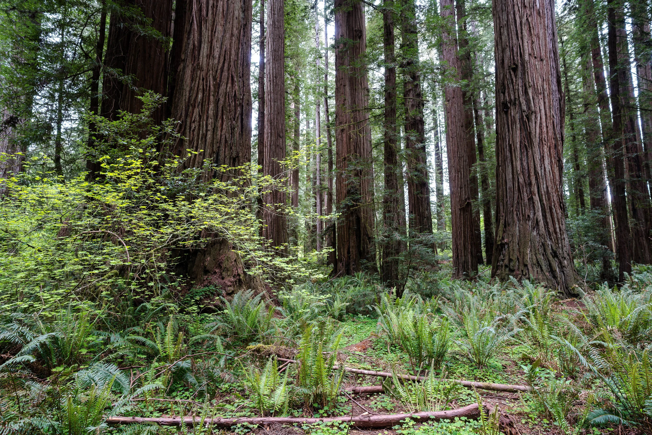 Beland-Lotus-Effects-Jedediah-Redwoods-3.jpg