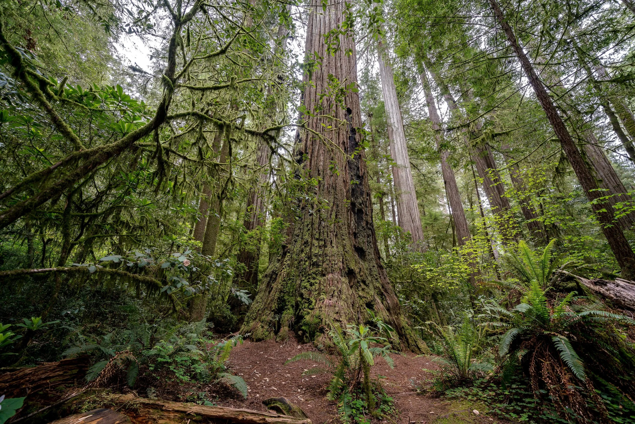 Beland-Lotus-Effects-Jedediah-Redwoods-2.jpg