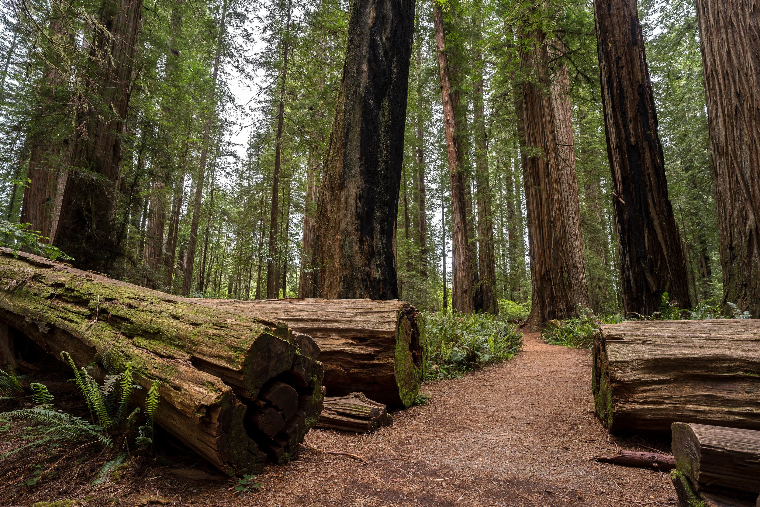 Beland-jedediah-smith-redwoods-2-3.jpg