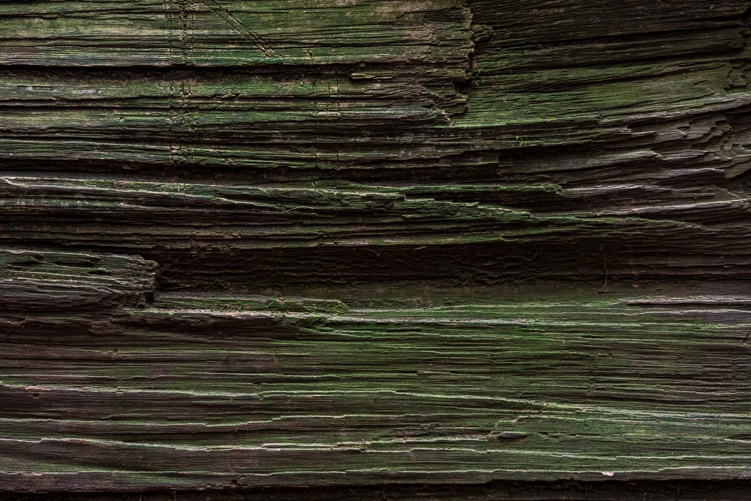 Beland-Lotus-Effects-Jedediah-Redwoods-36.jpg
