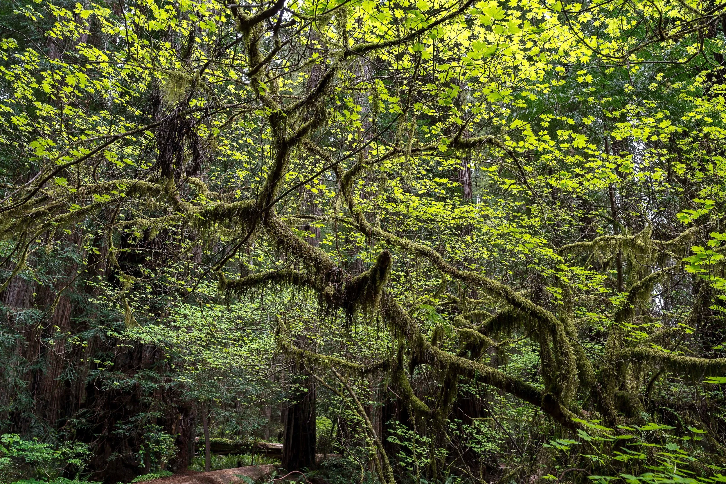 Beland-Lotus-Effects-Jedediah-Redwoods-7.jpg
