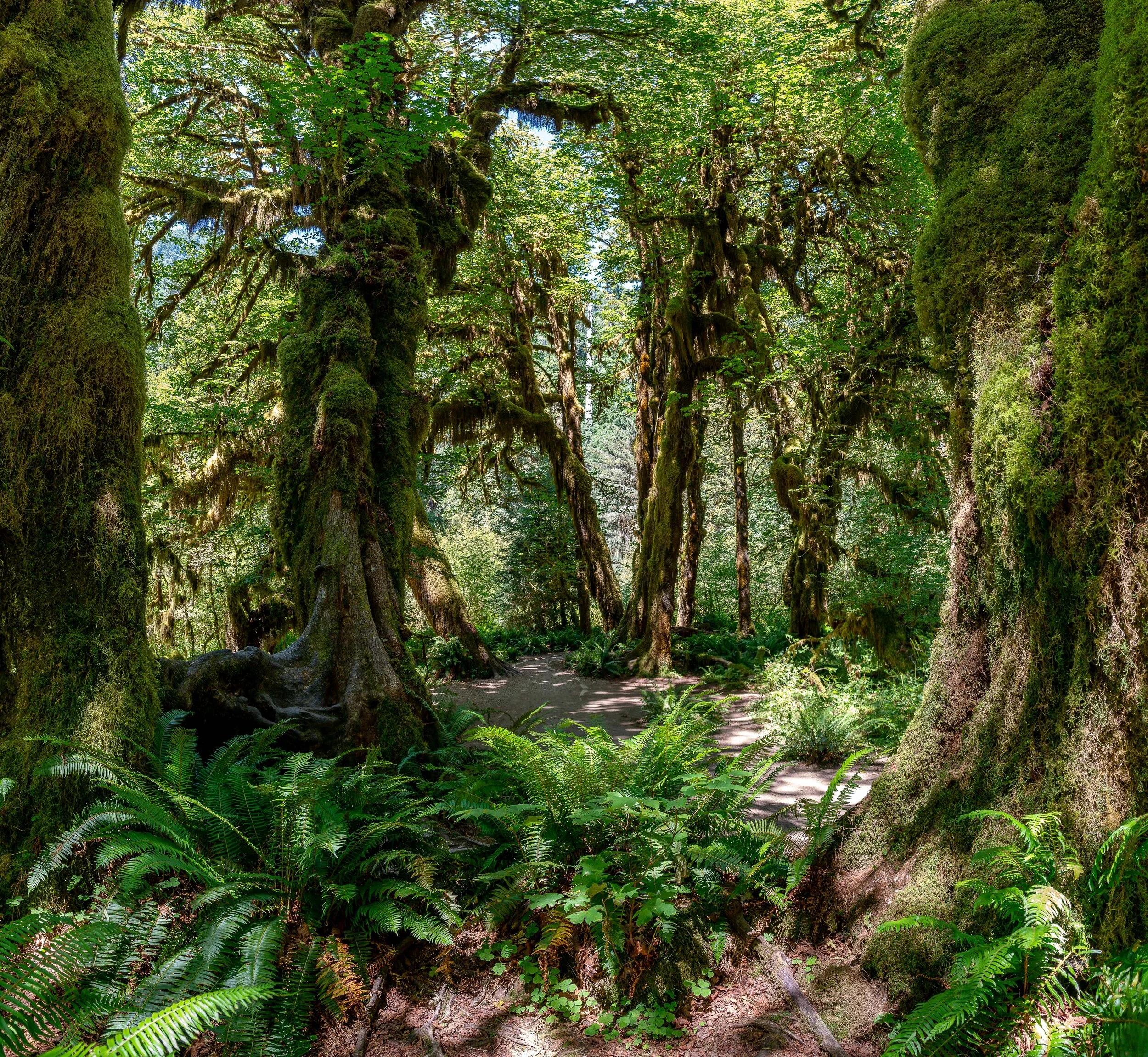 Beland-Hall-of-Mosses-4-2.jpg