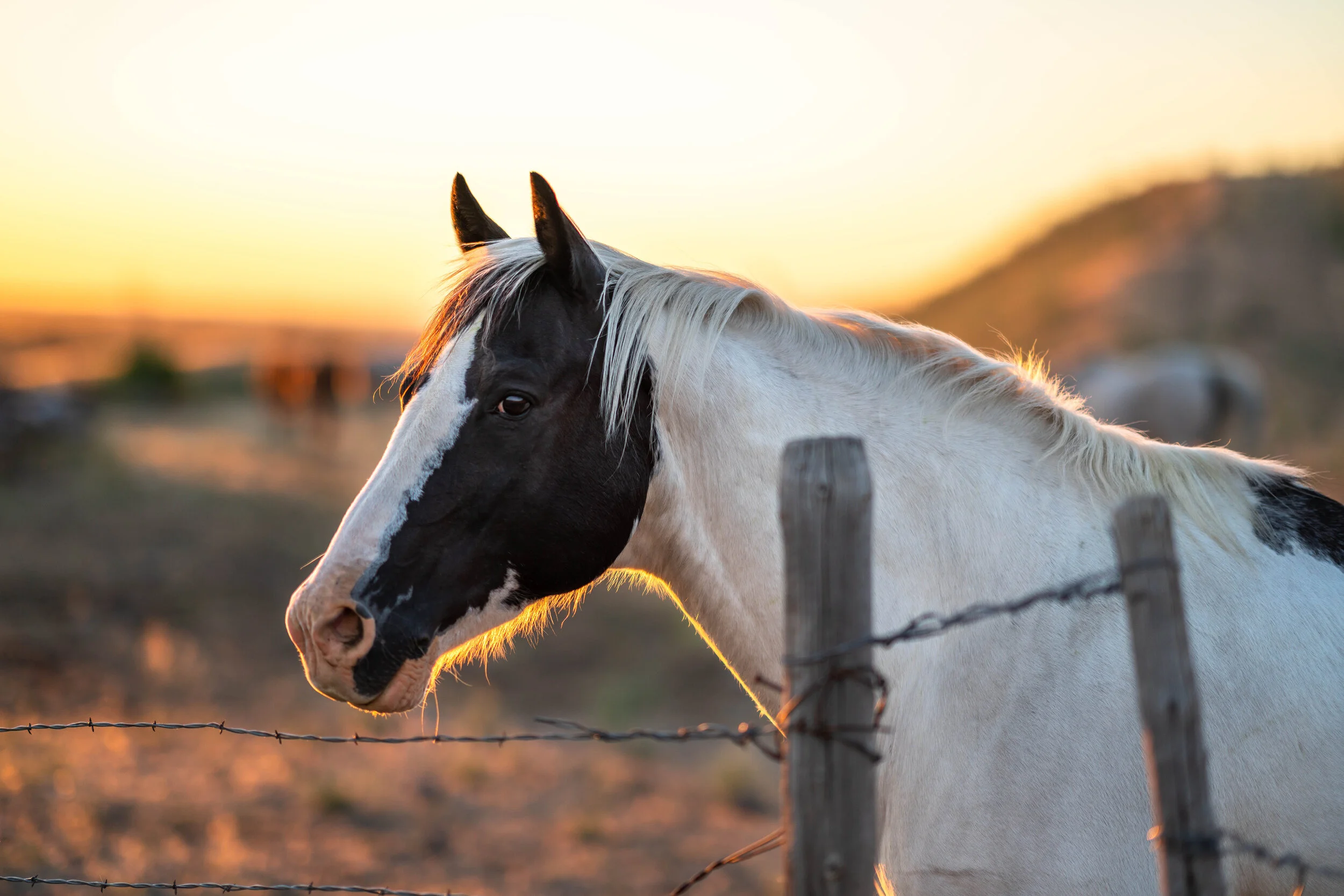 Beland-horse-sunset-1.jpg