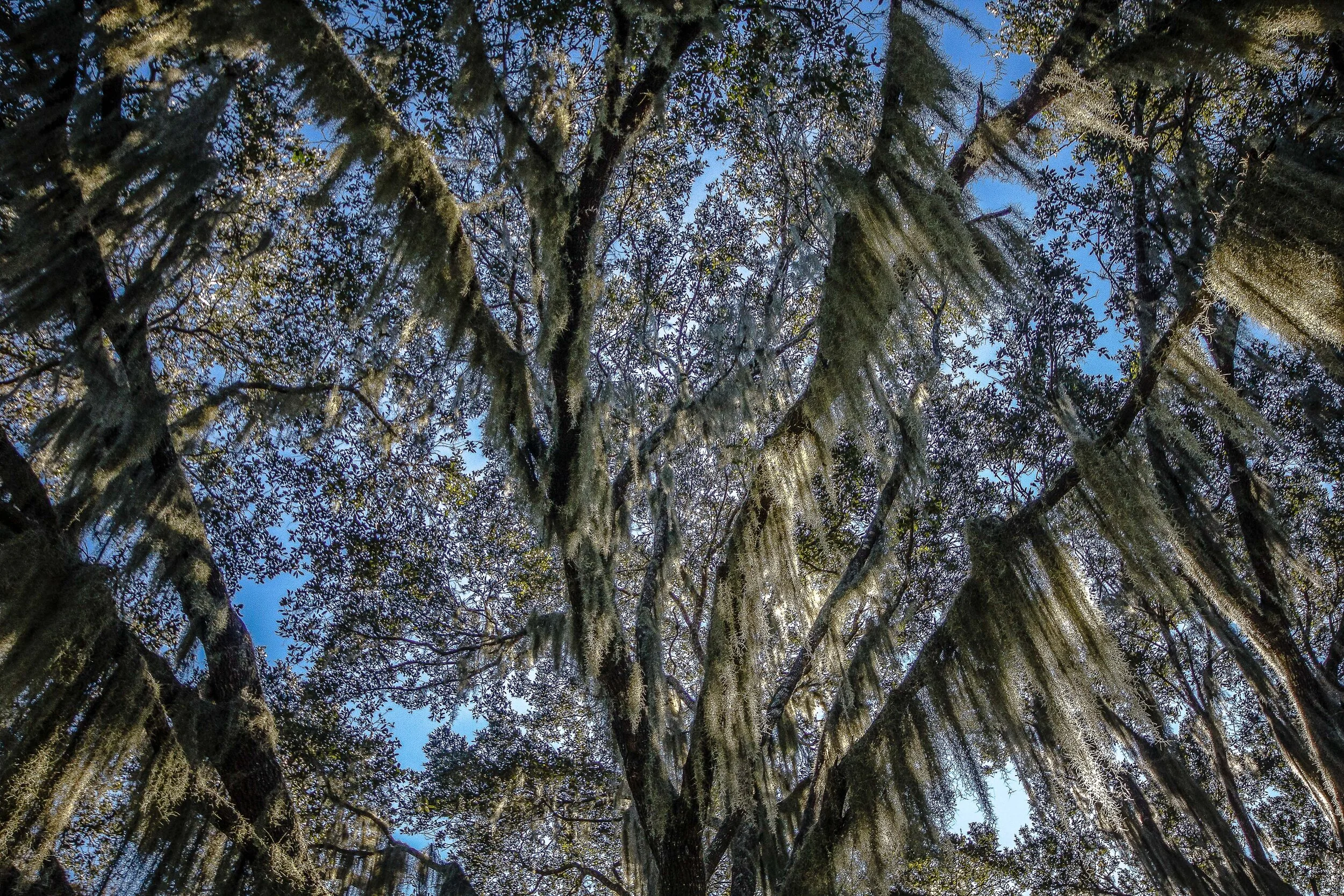 Beland-Payne-Prairie-Oak-3.jpg