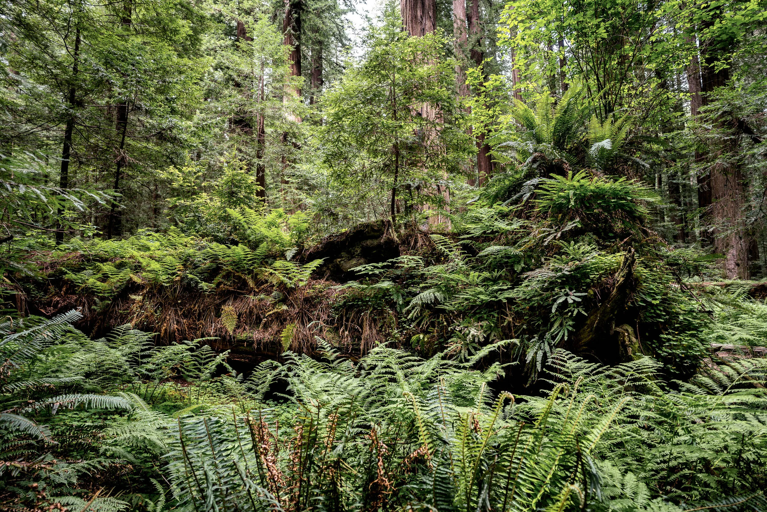 Beland-2021-California-Redwoods-Jedediah-Smith-Lotus-Effects-6.jpg