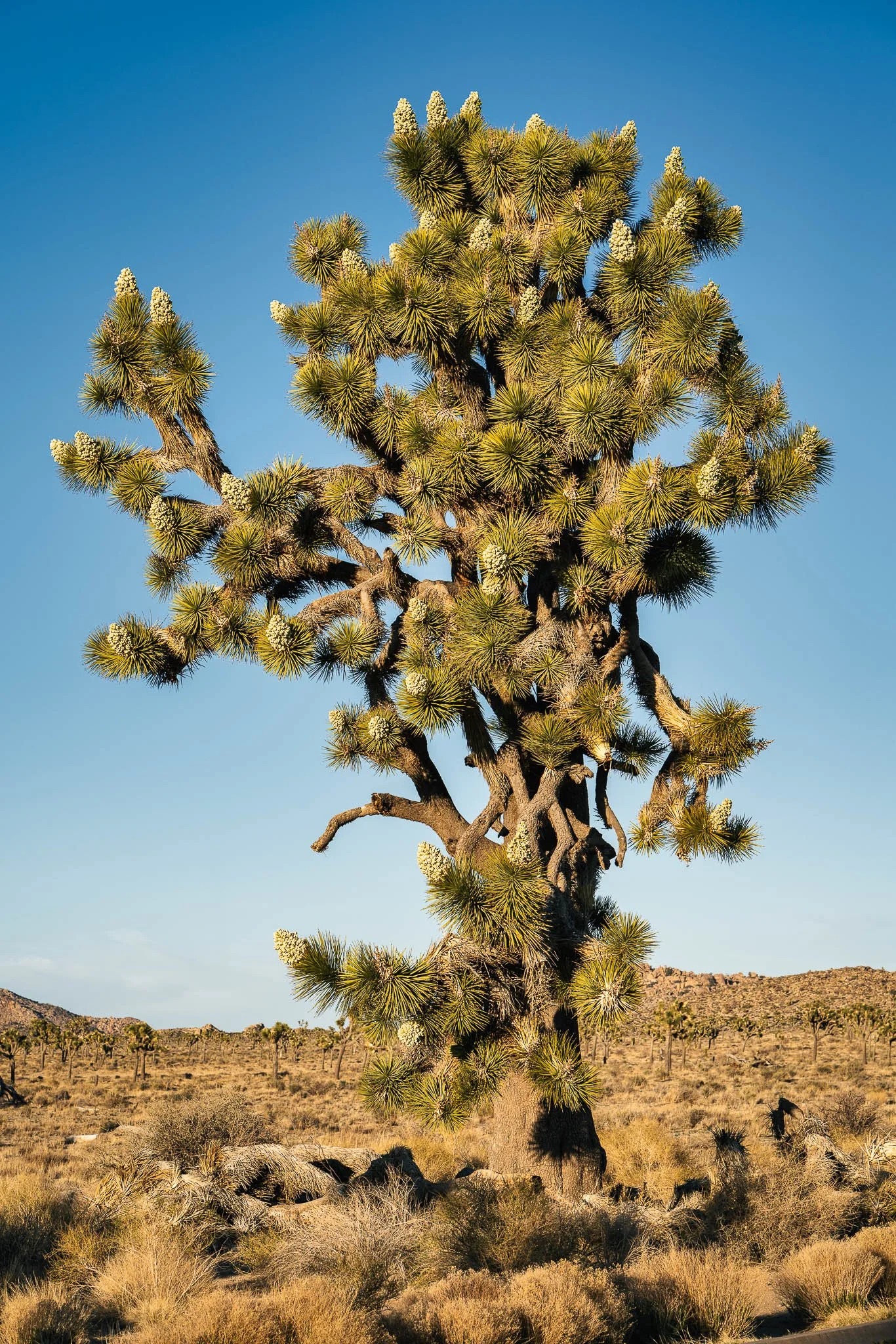 Beland-Joshua-Tree-National-Park-March-2022-1.jpg