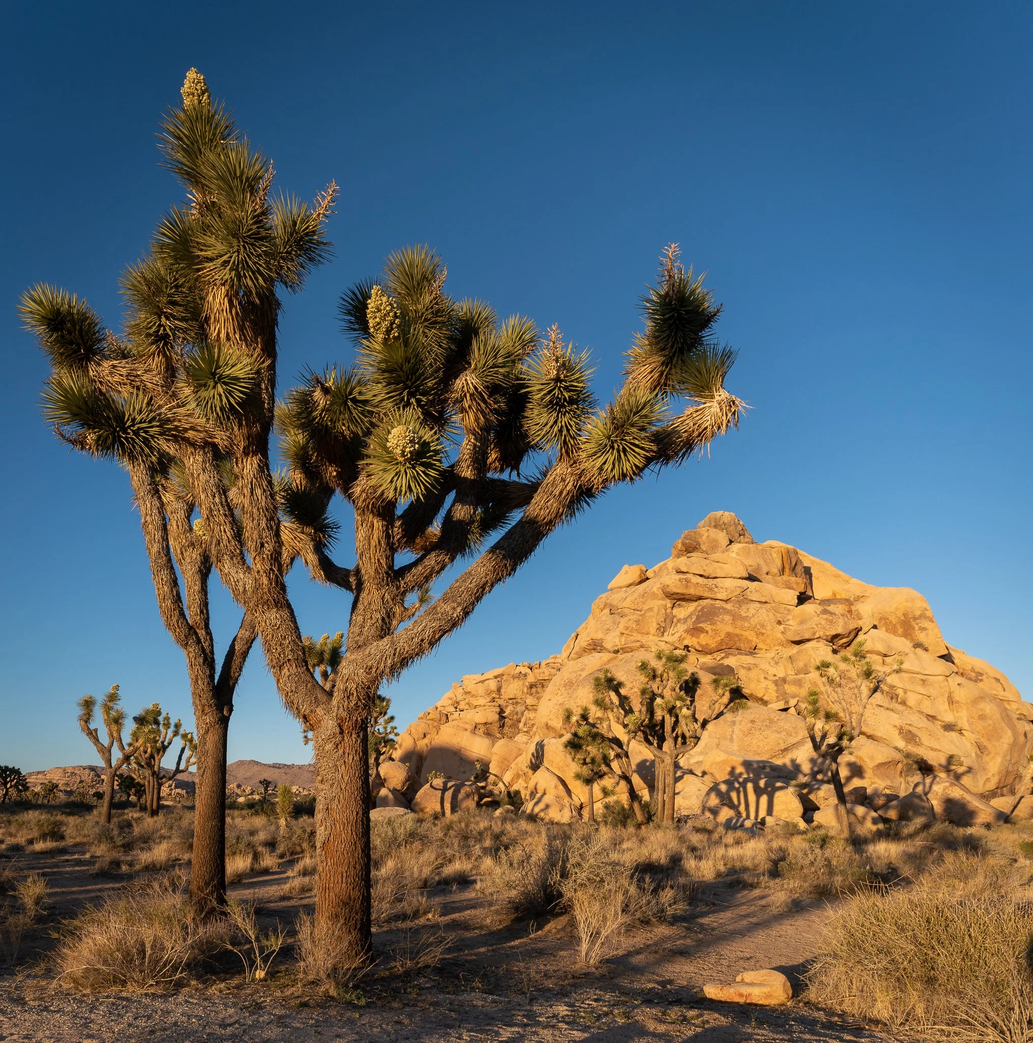 Mikeal-Beland-Joshua-Tree-3.jpg