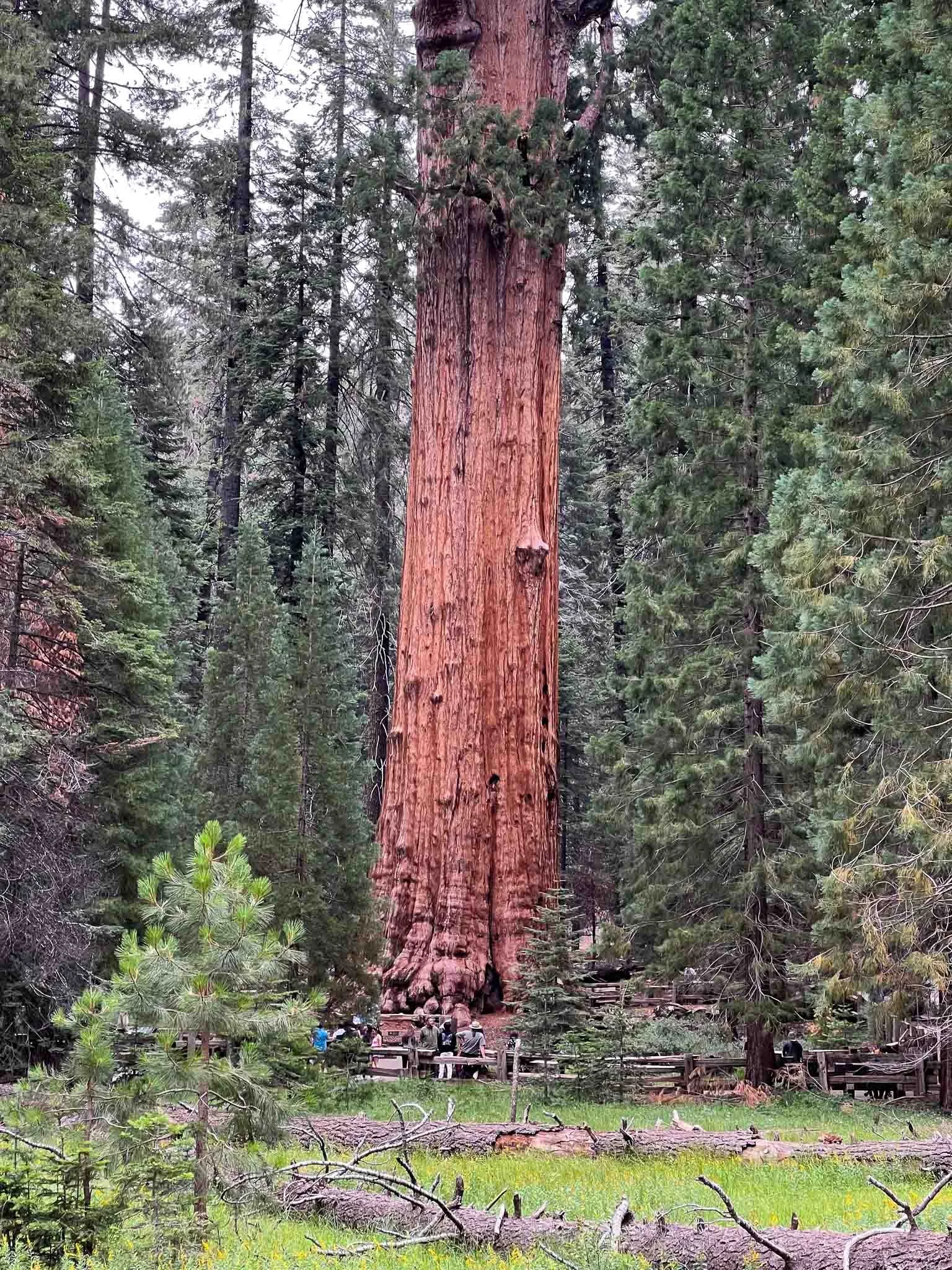 Beland-Sequoia-1.jpg