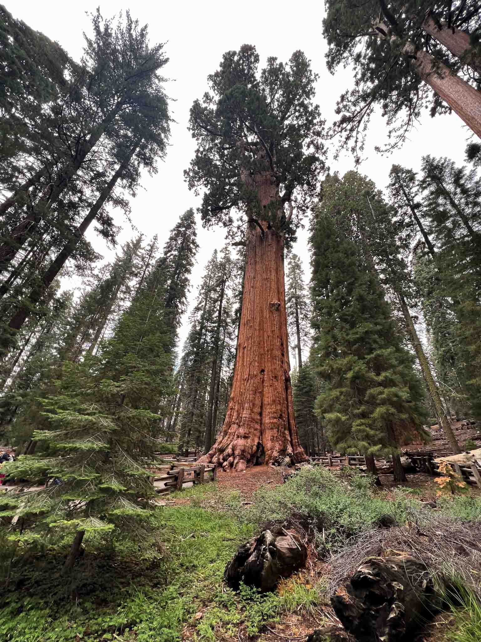 Beland-Sequoia-4.jpg