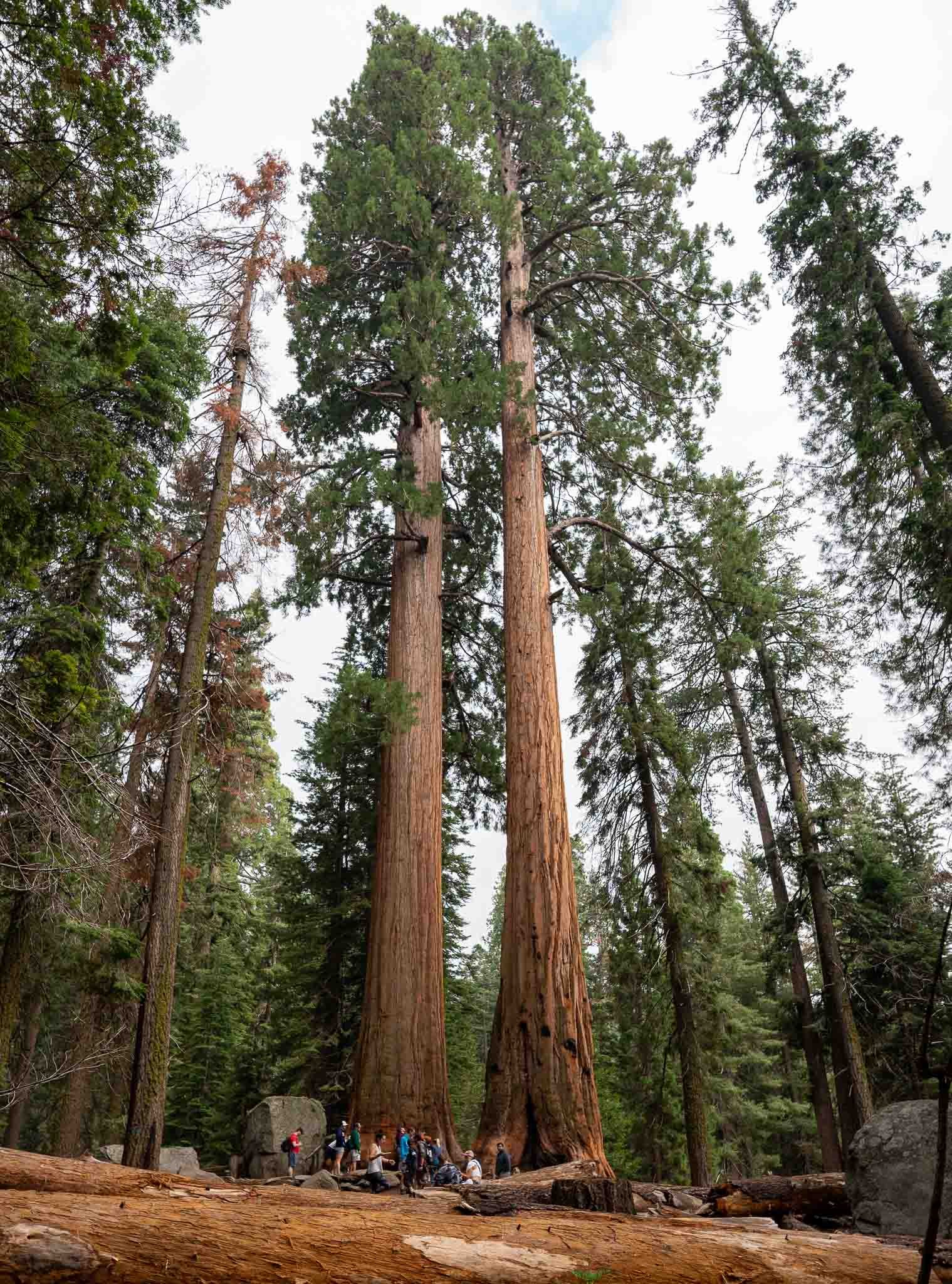 Beland-Sequoia-11.jpg