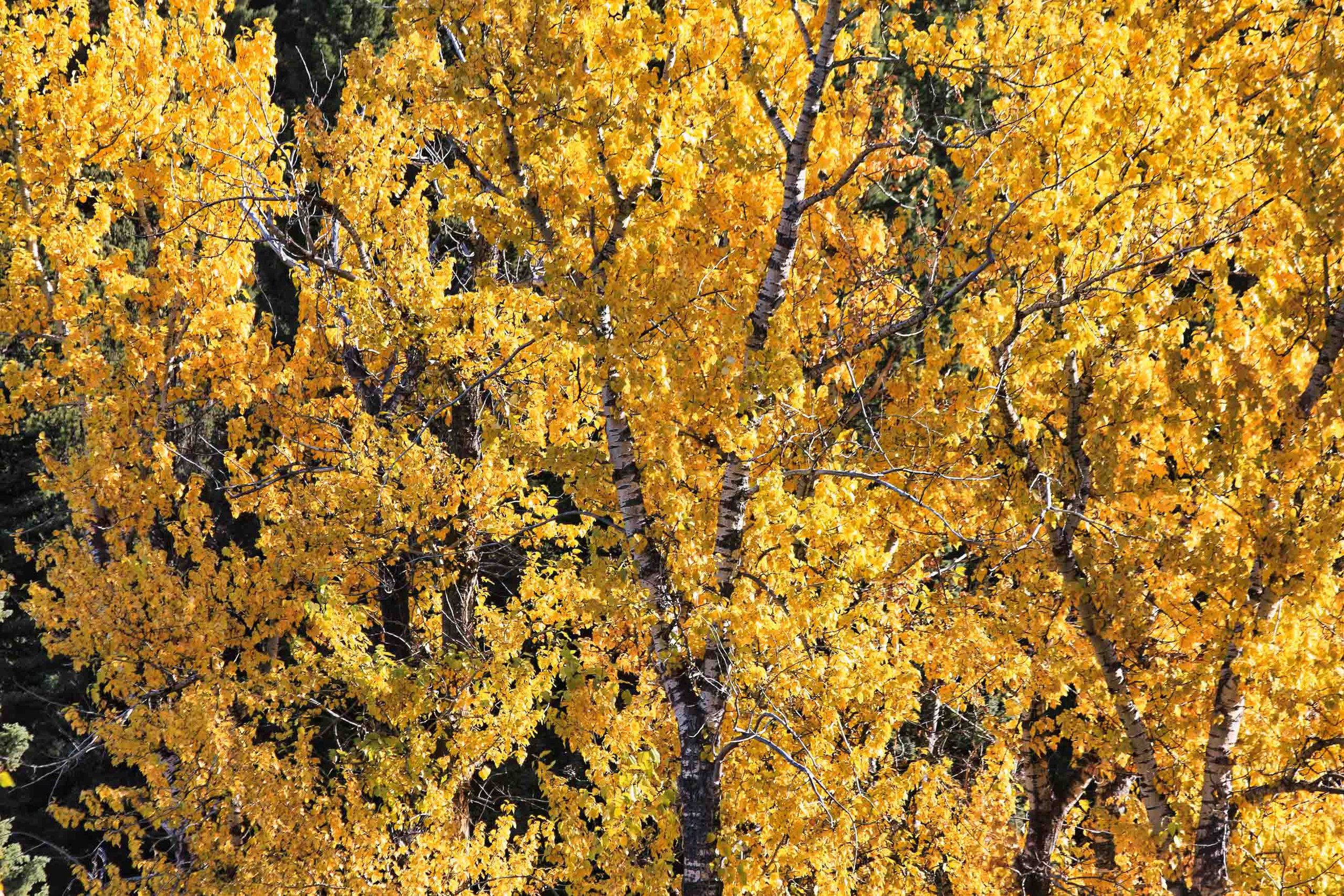 Mikeal-Beland-Studio-Montana-6 2.jpg