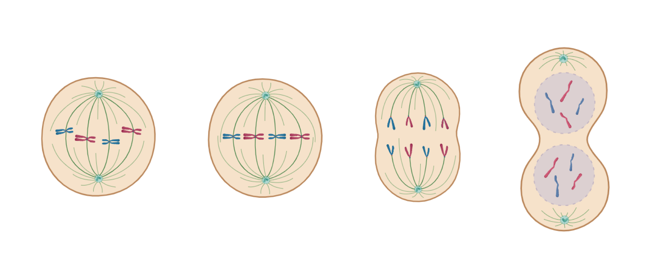 mitosis.png