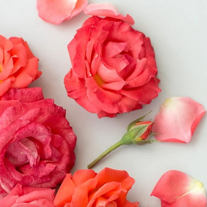 ROSES.png