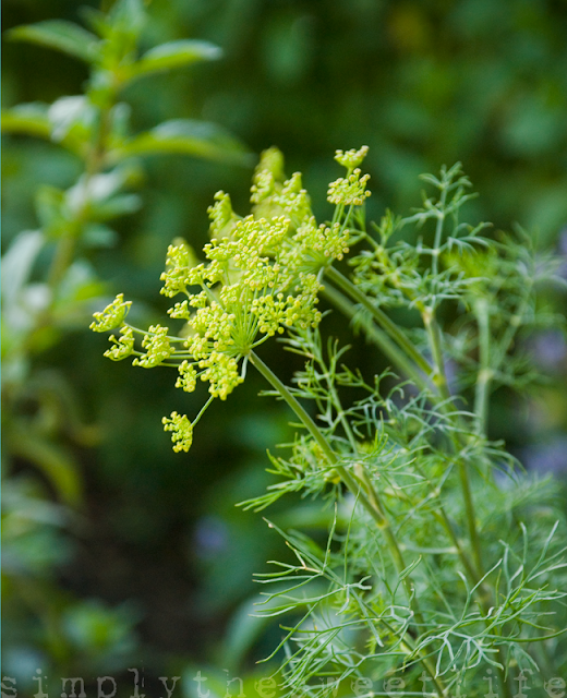 herbs dill sweet life garden.png