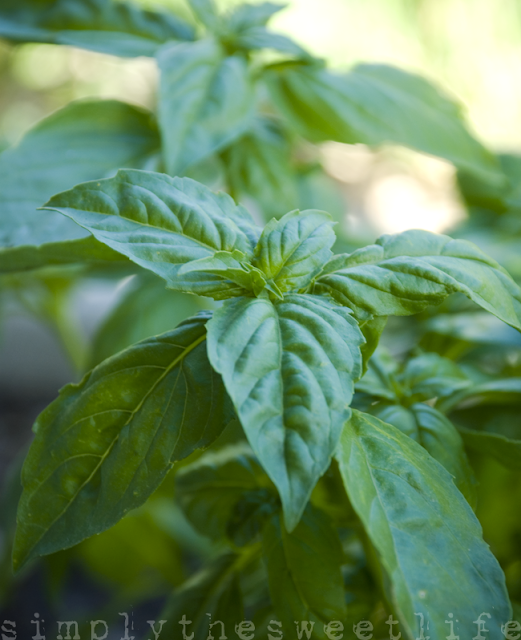 herbs basil gardening simply the sweet life.png