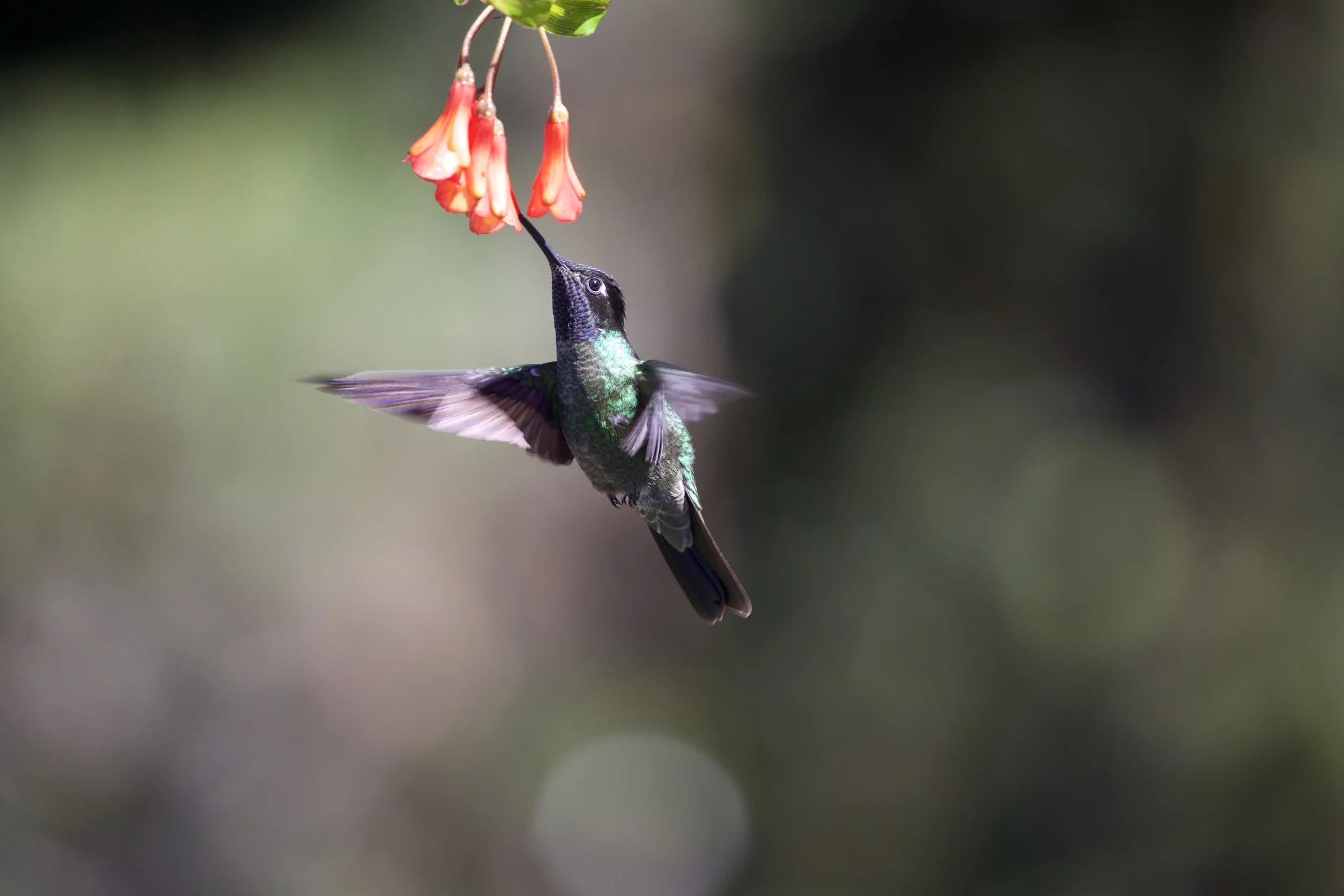 hummingbird food recipe