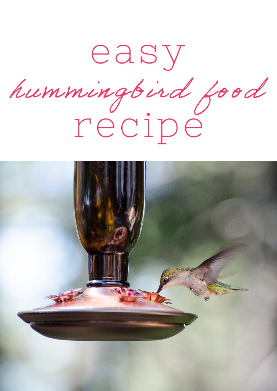 Easy Hummingbird Food Recipe — SIMPLY THE SWEET LIFE