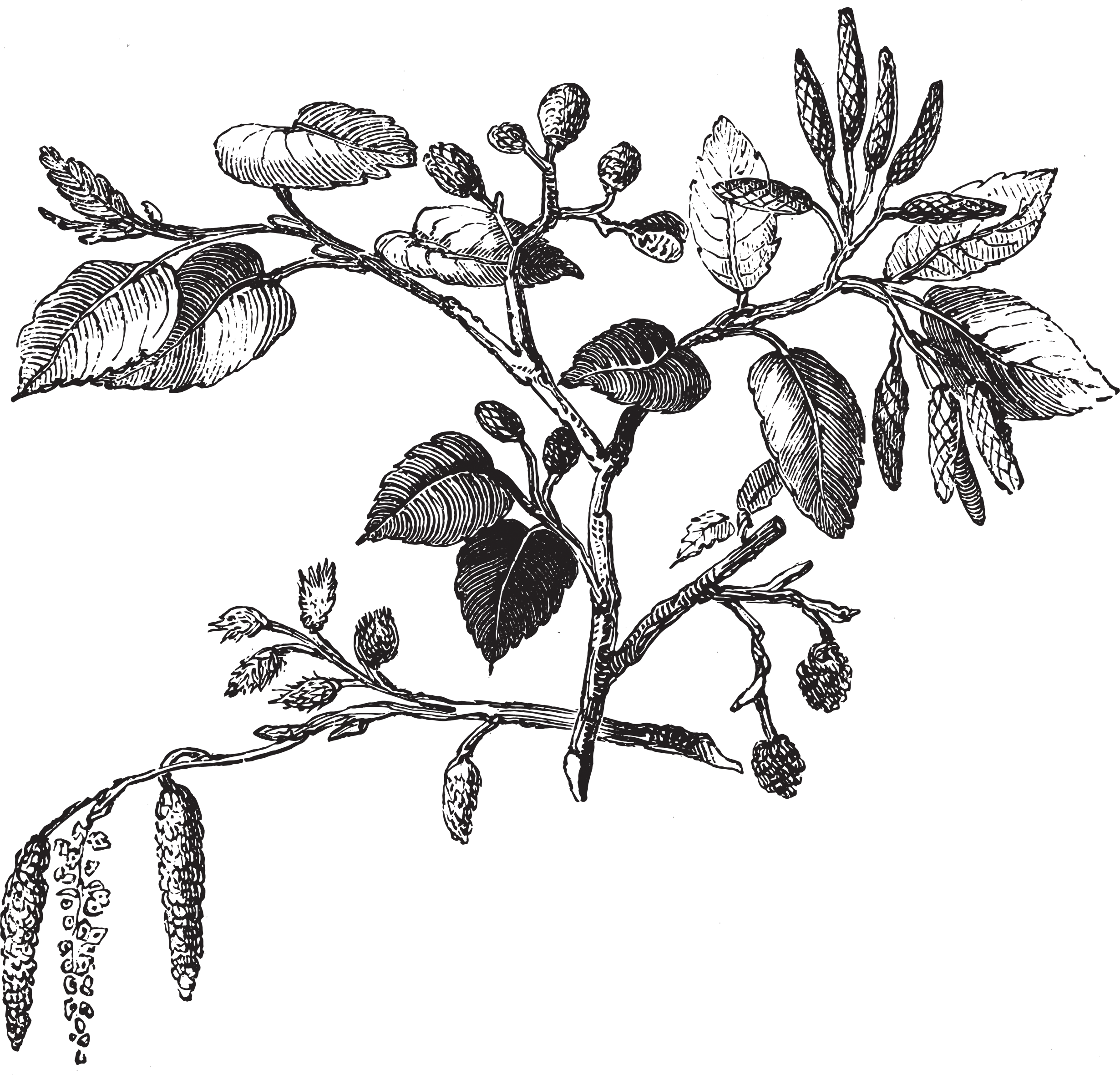 Flower and Leaf of the Alder small.png