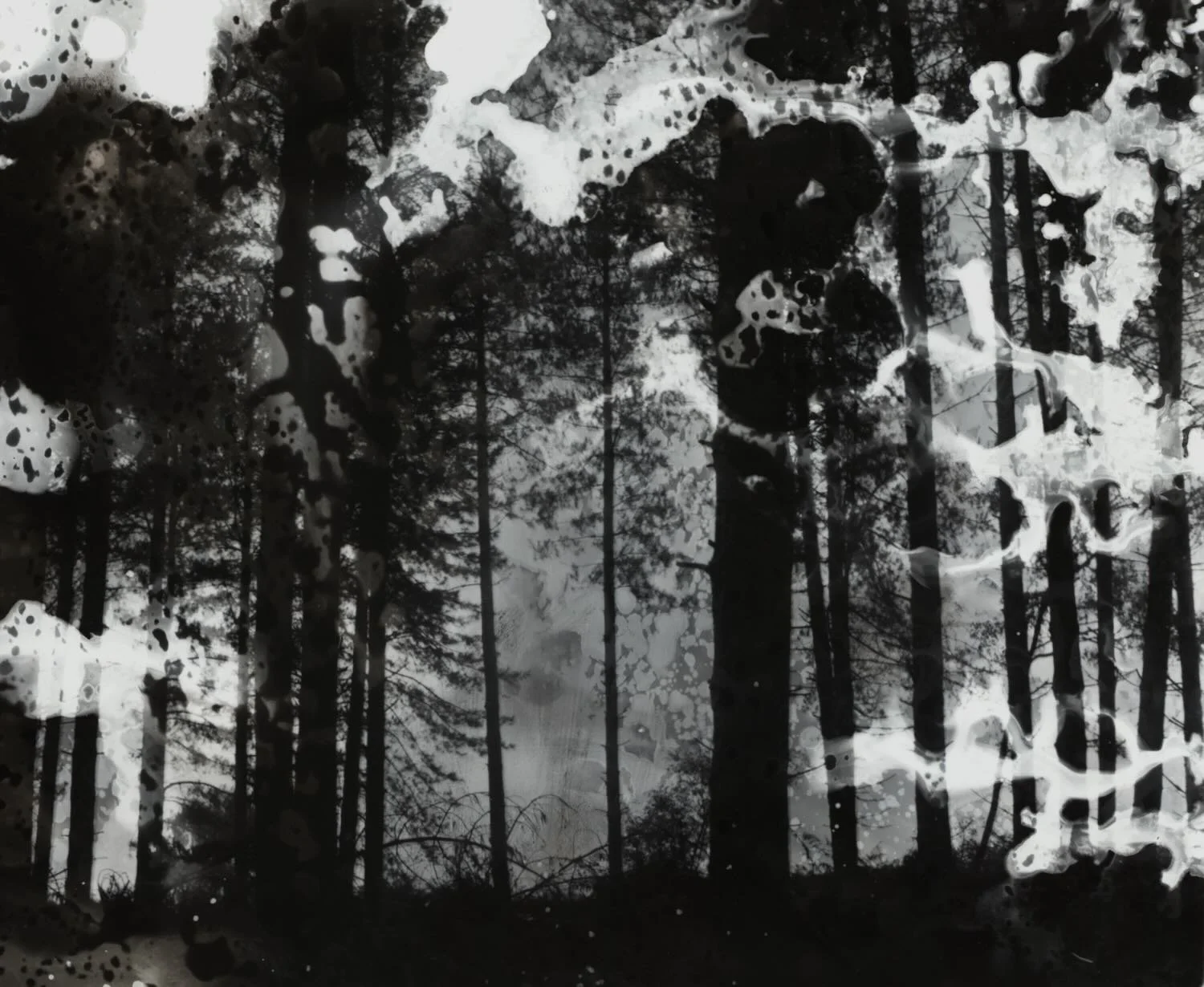 jo_stapleton_the_dissolving_forest (b&w chemigram print).jpeg