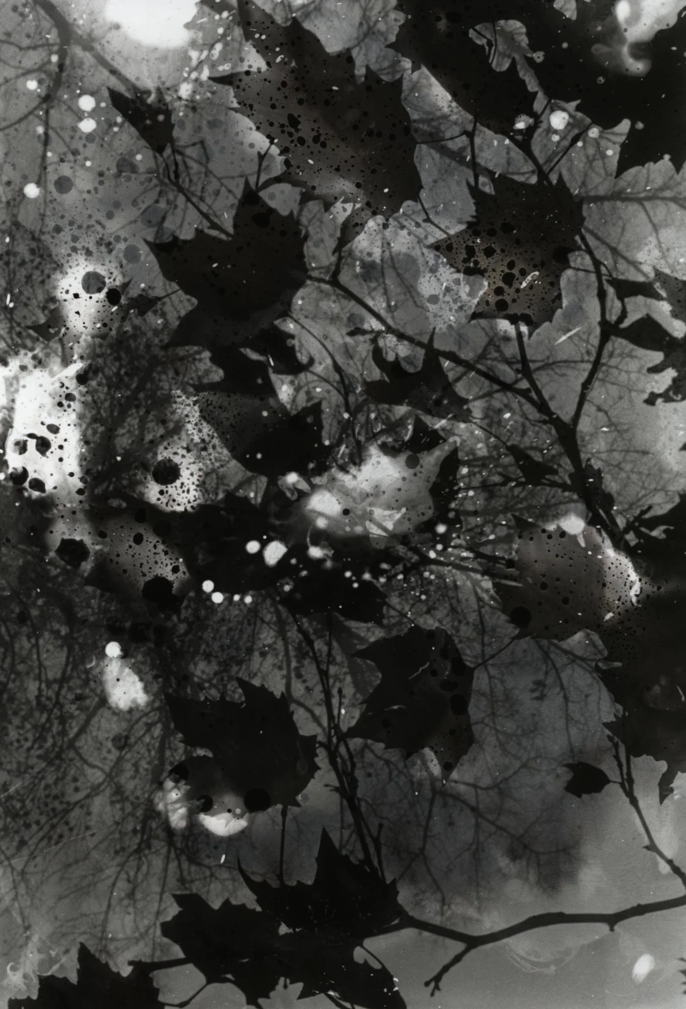 jo_stapleton_seen_through_the_leaves.jpeg