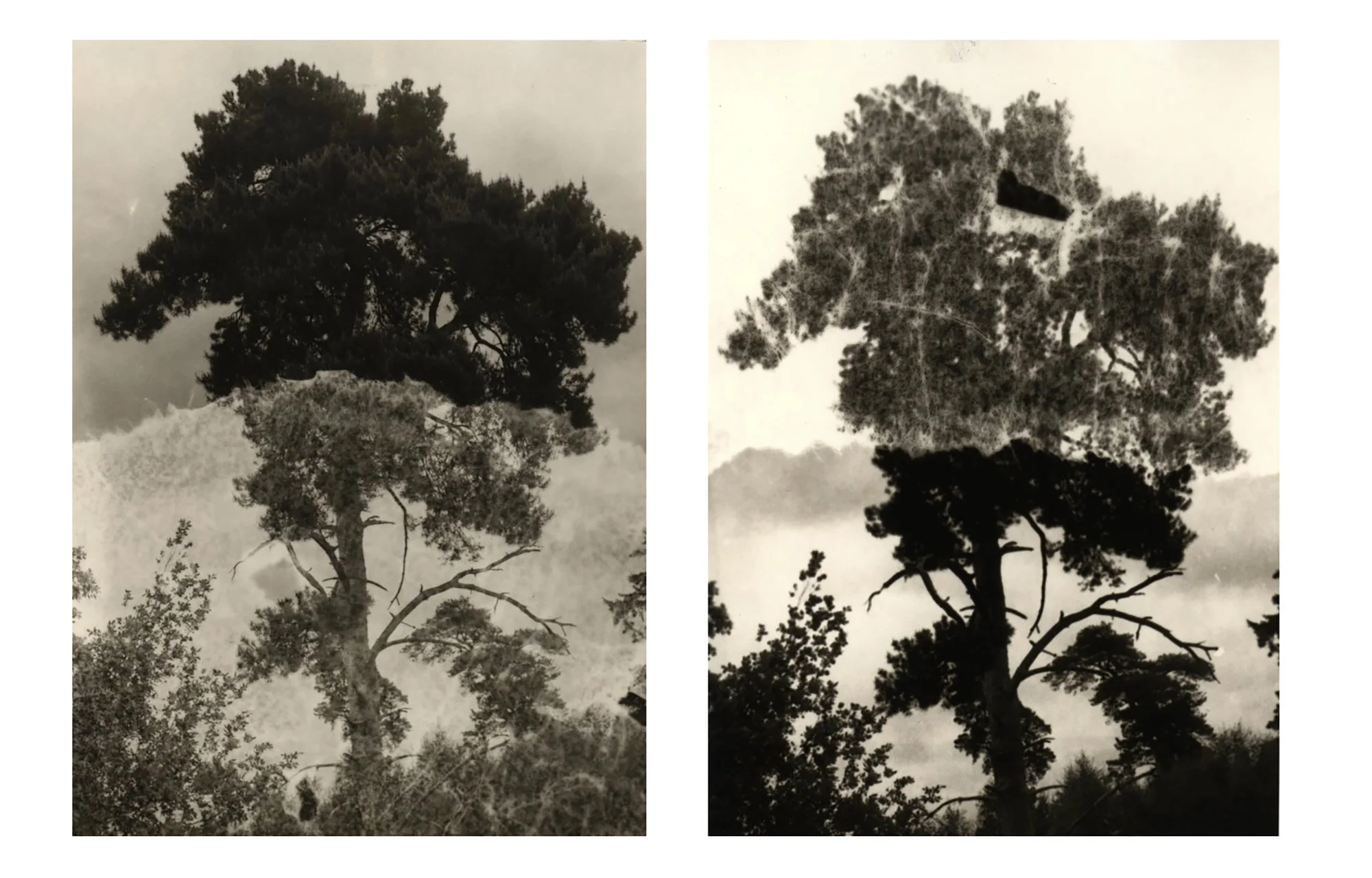 jo_stapleton_seen_and_unseen copy.jpg