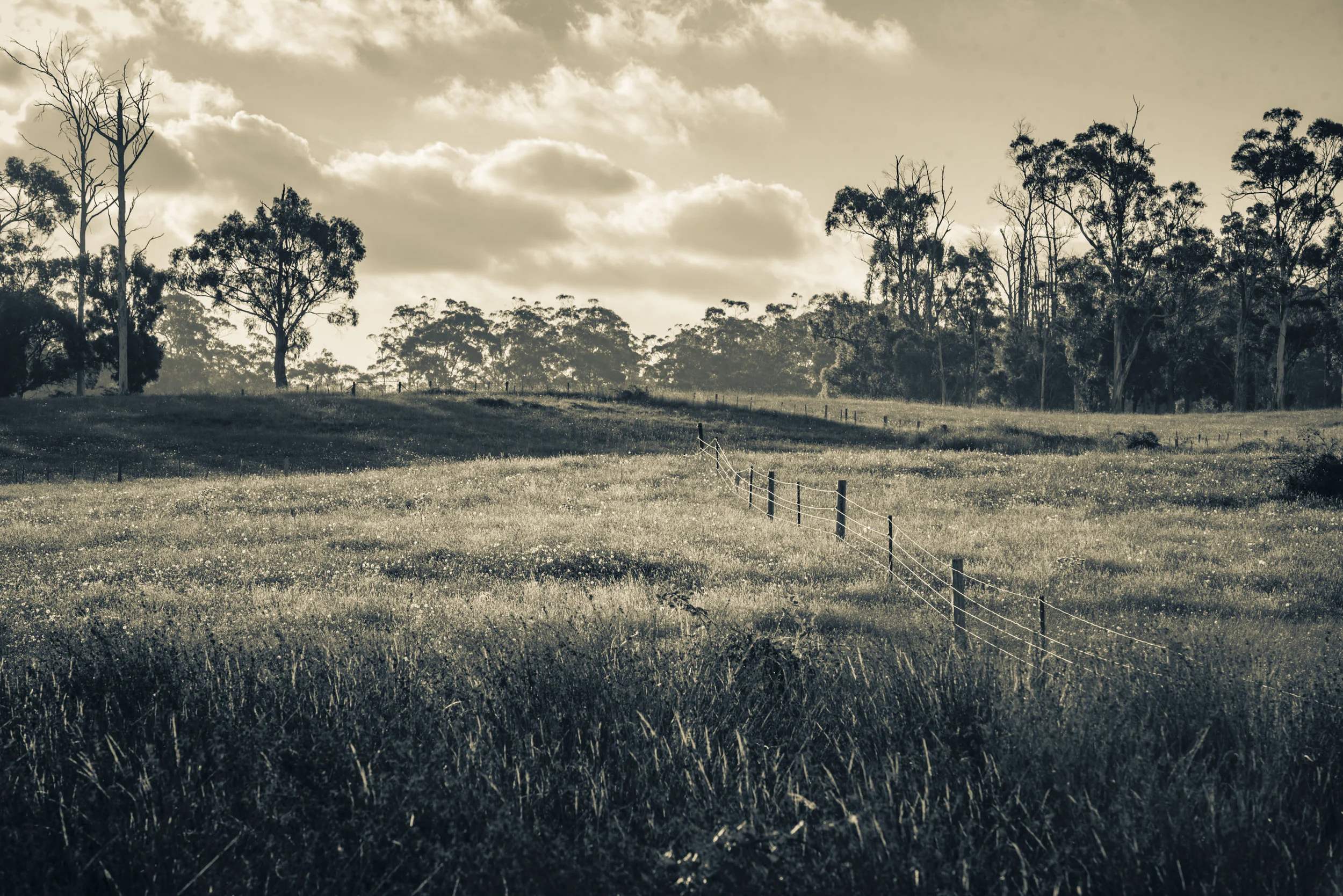 Tassie2017-11.jpg