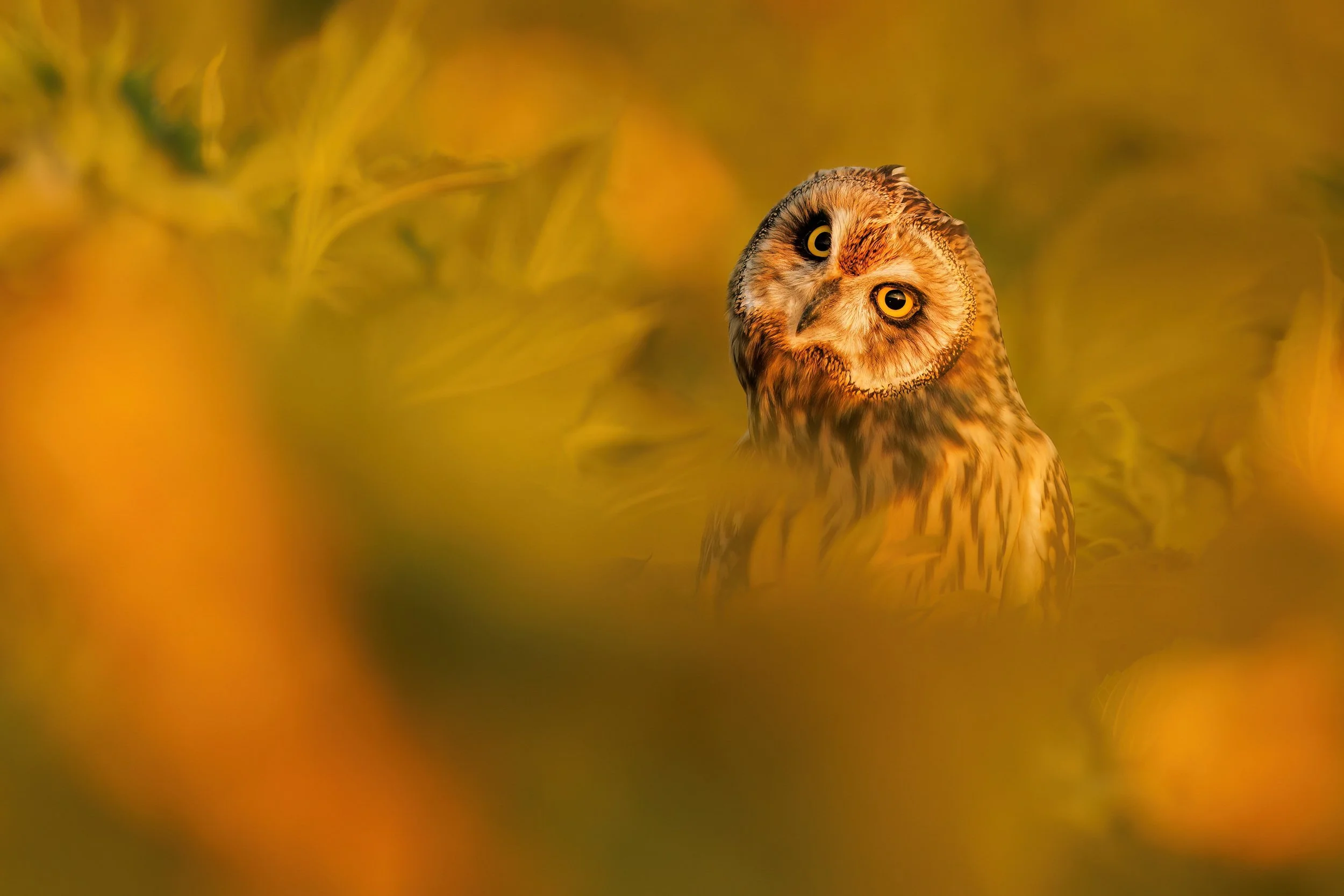 What's New for BPOTY 12?