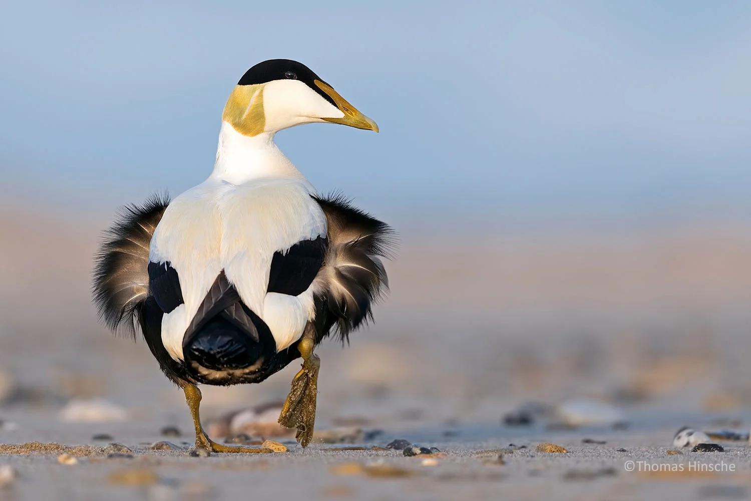 Bird Photographer of the Year