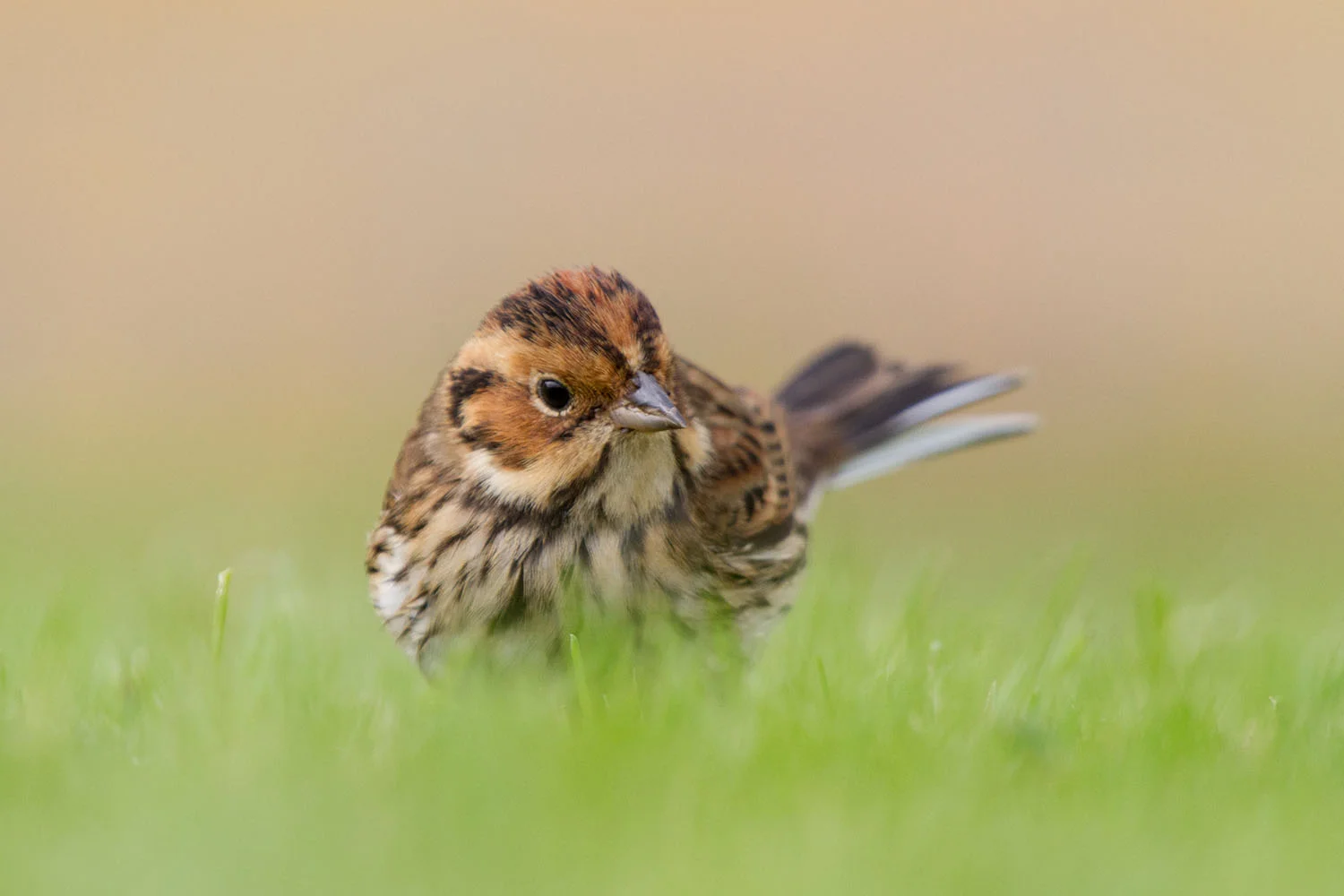 Little Bunting