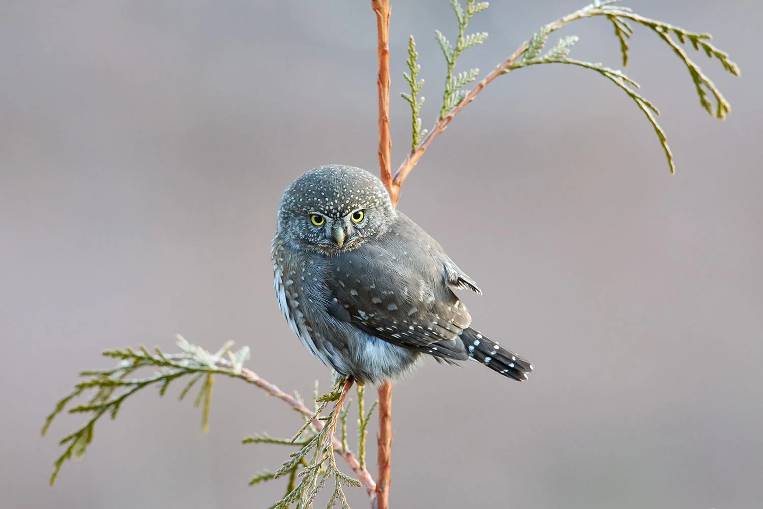 Mountain Pygmy Owl